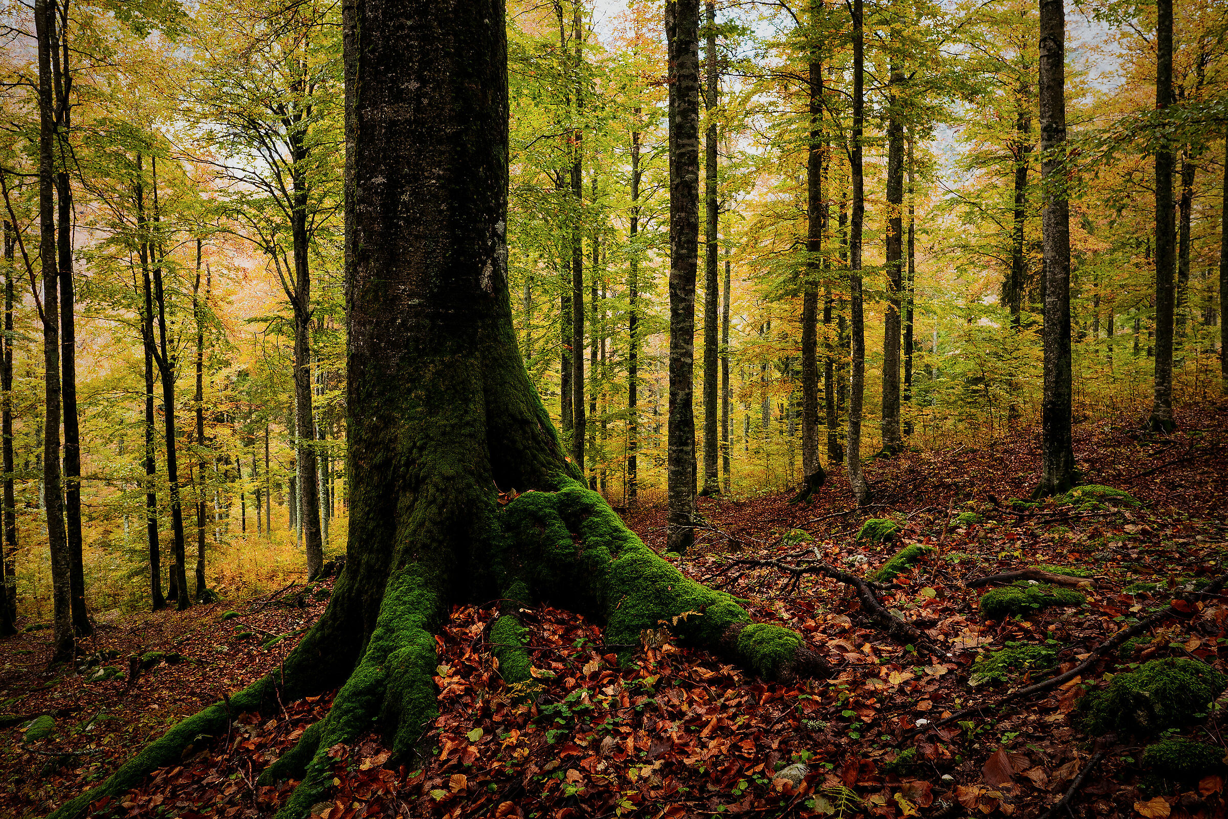 Foresta di Tarvisio - Alpi Giulie - Italy