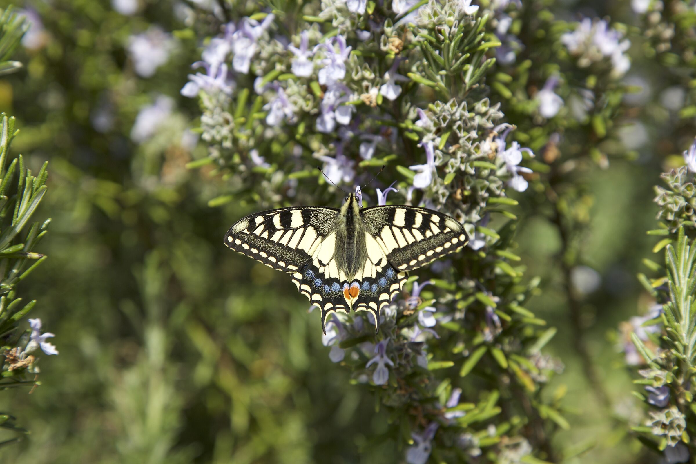 Una carezza sul rosmarino.