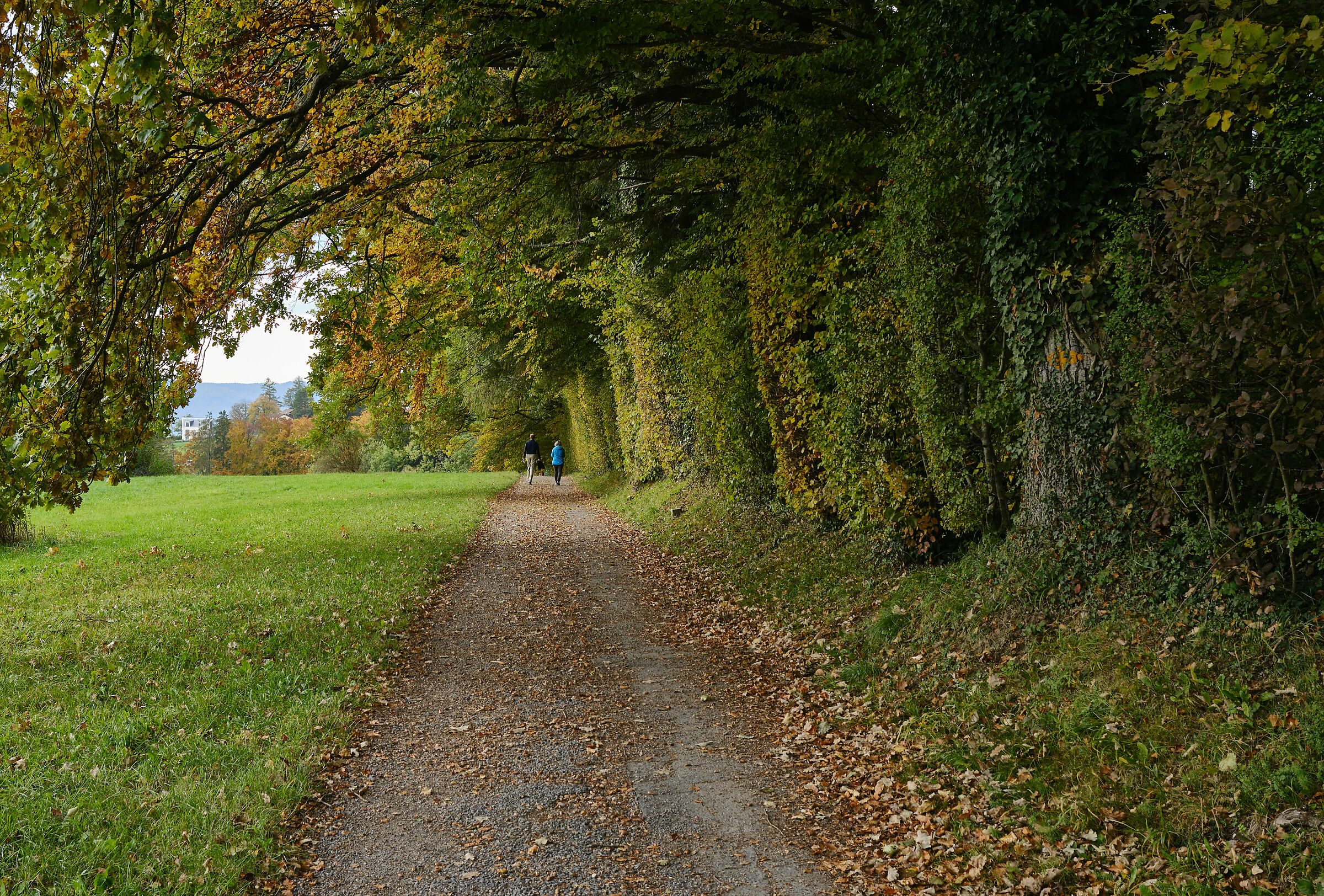 Autumn walks