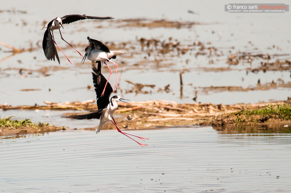 Cavalieri d'Italia in baruffa