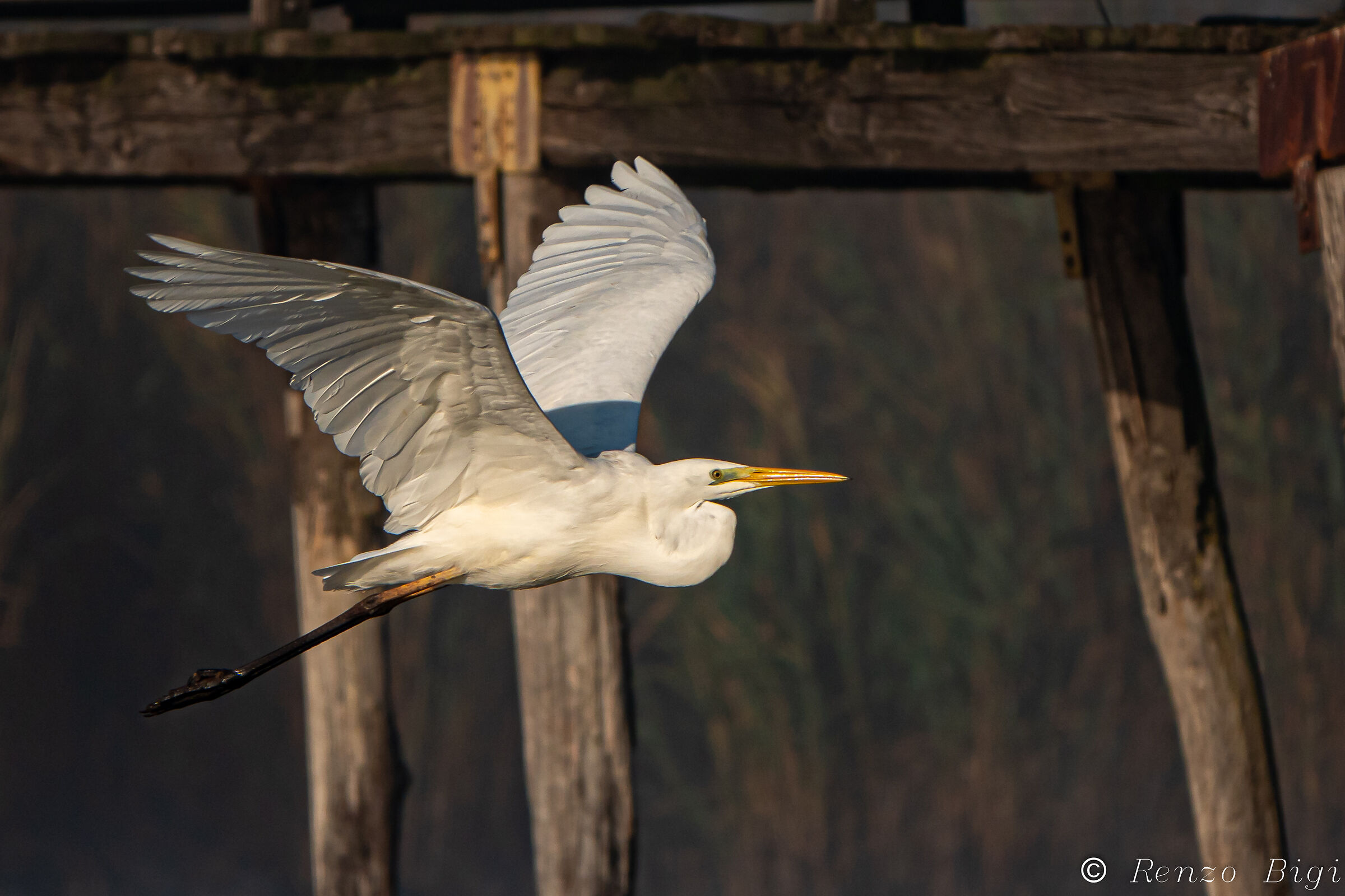 Greater white heron