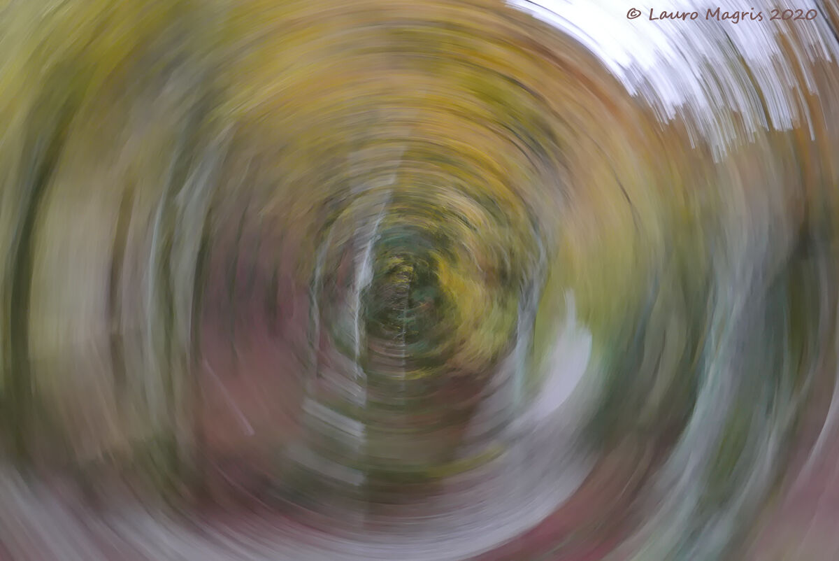 Pennellate concentriche nel bosco