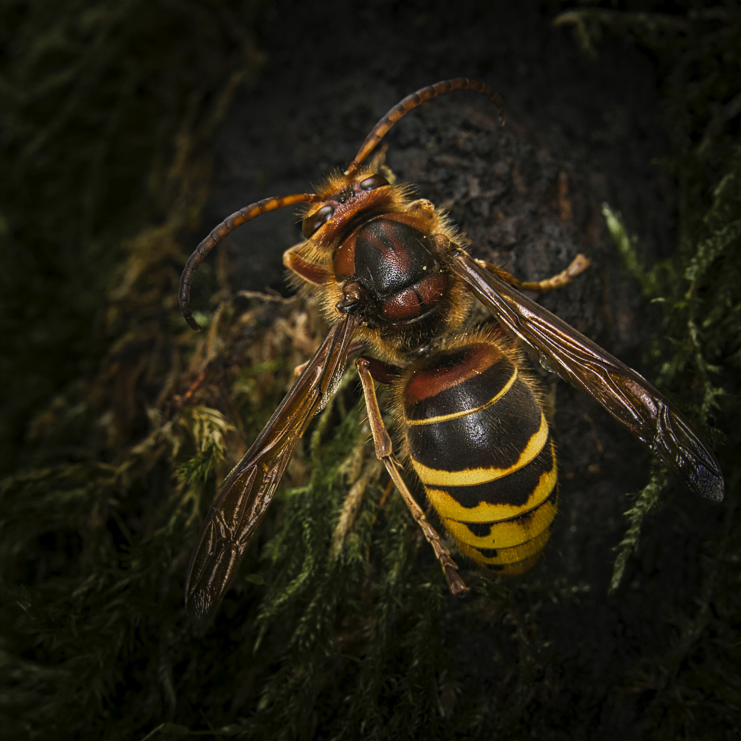 The Queen (Vespa crabro)
