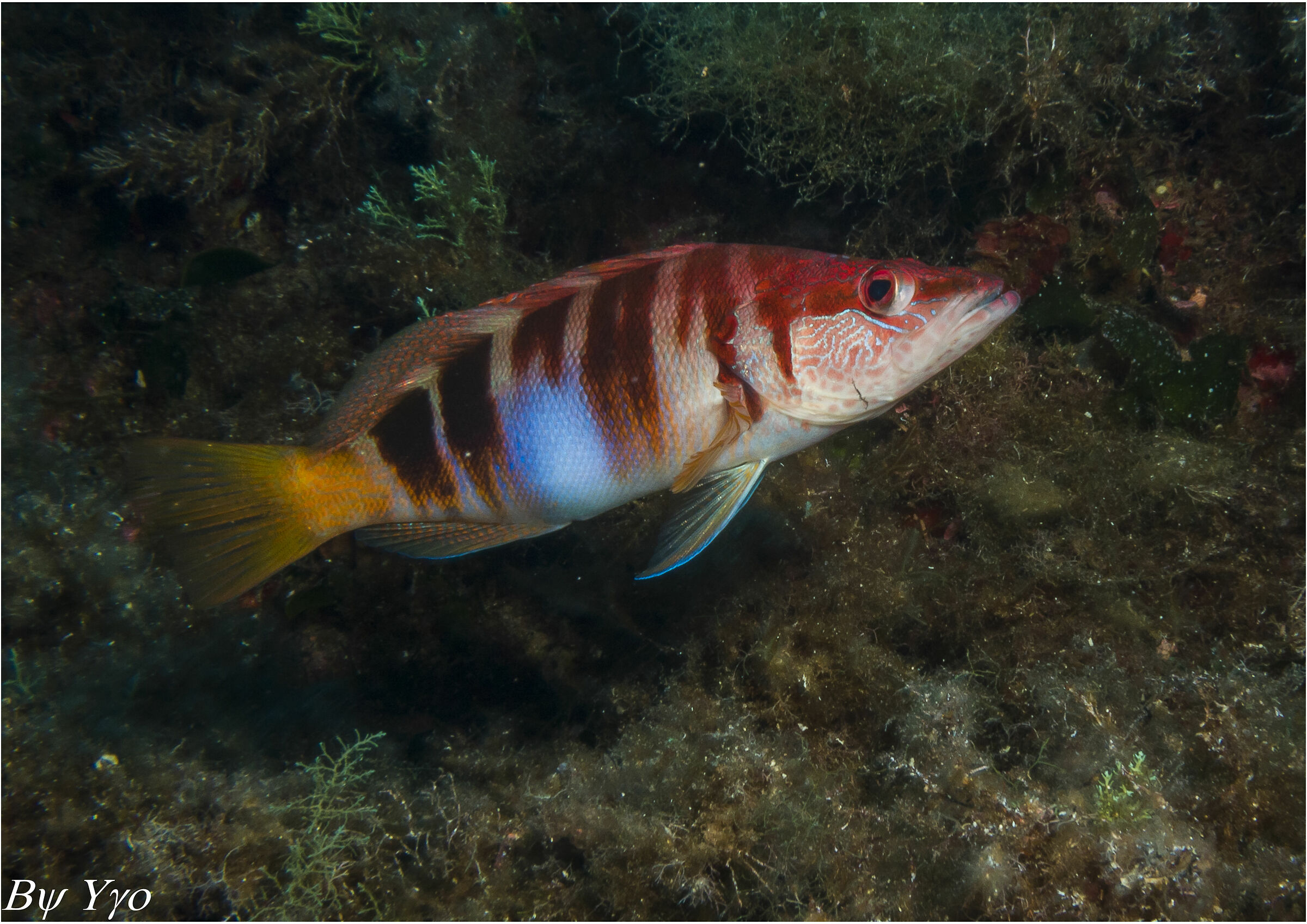 Serranus scriba