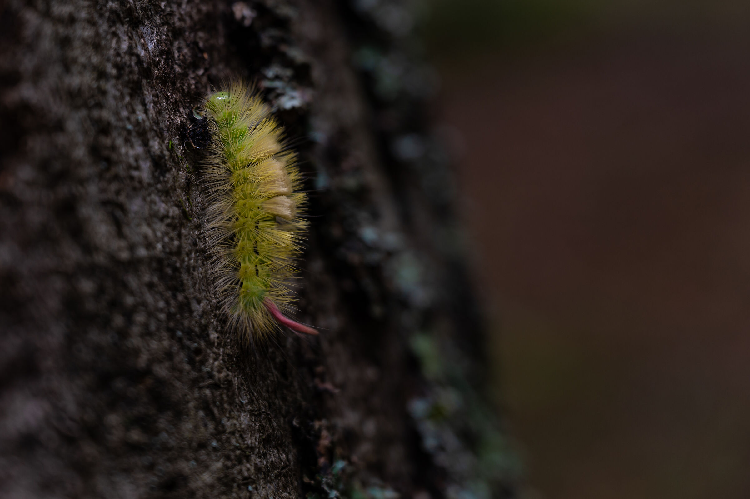 Pudibunda calliteara