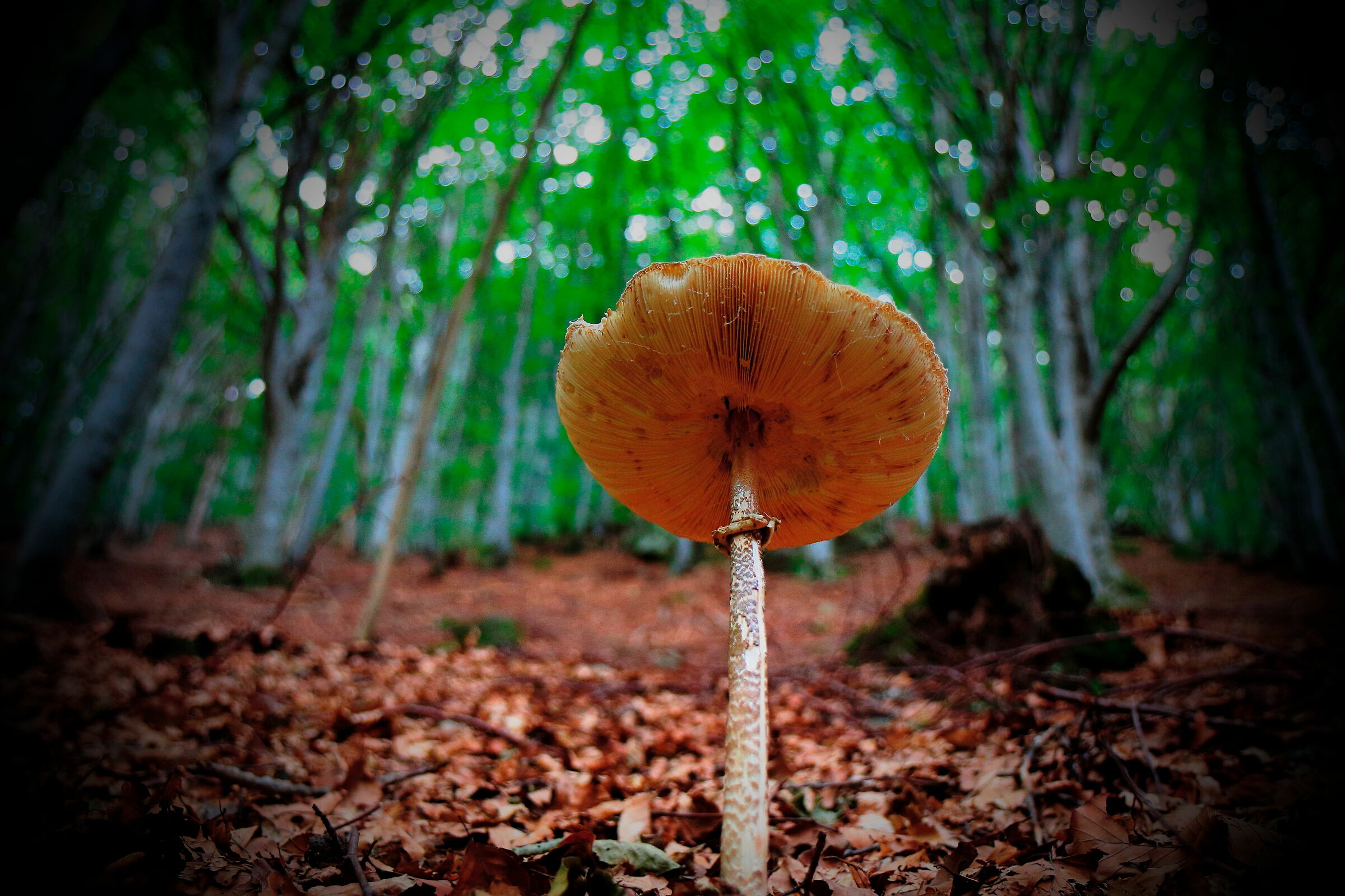 Upwards among the giants