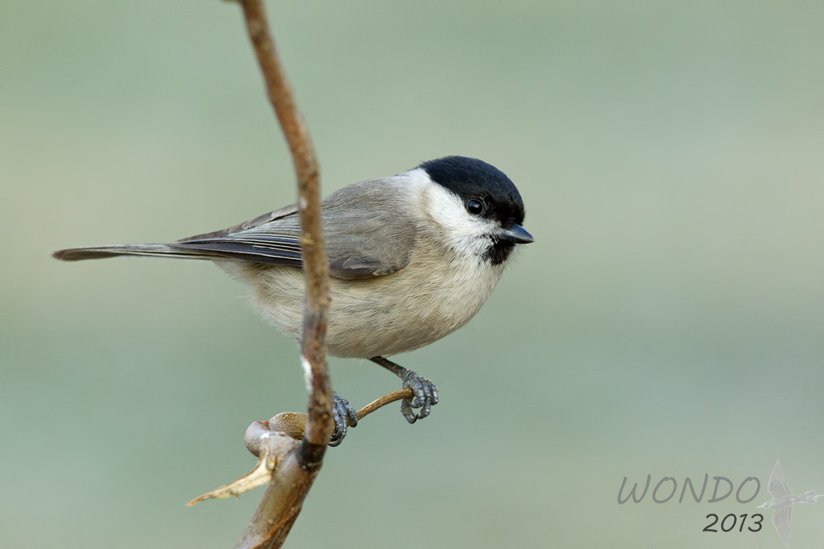 marsh tit