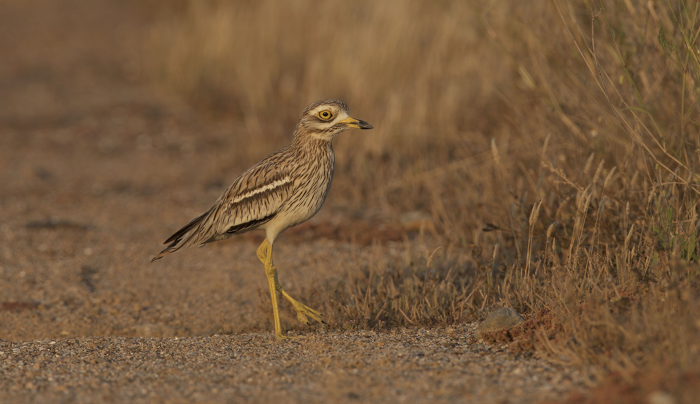 blindeye (burhinus oedicnemus)