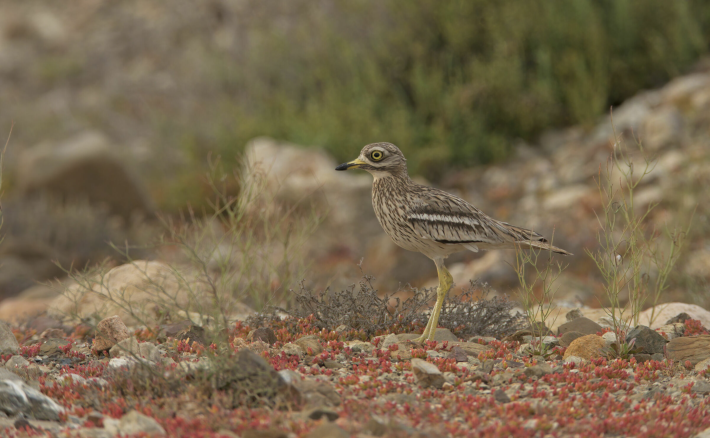 occhione (burhinus oedicnemus)