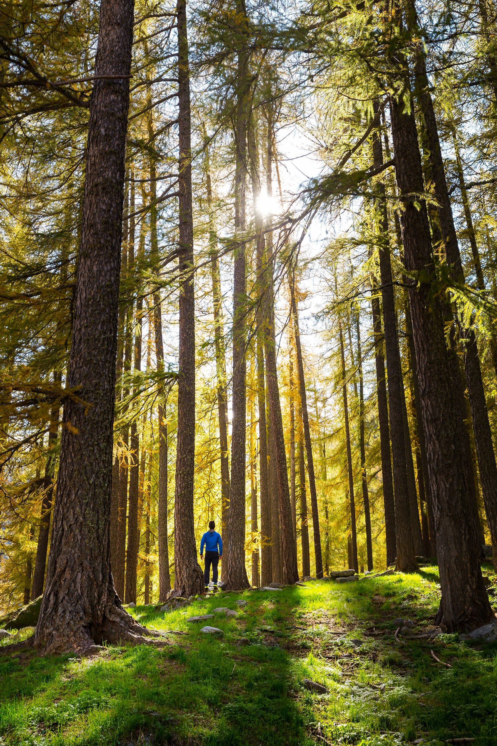 The Enchanted Forest