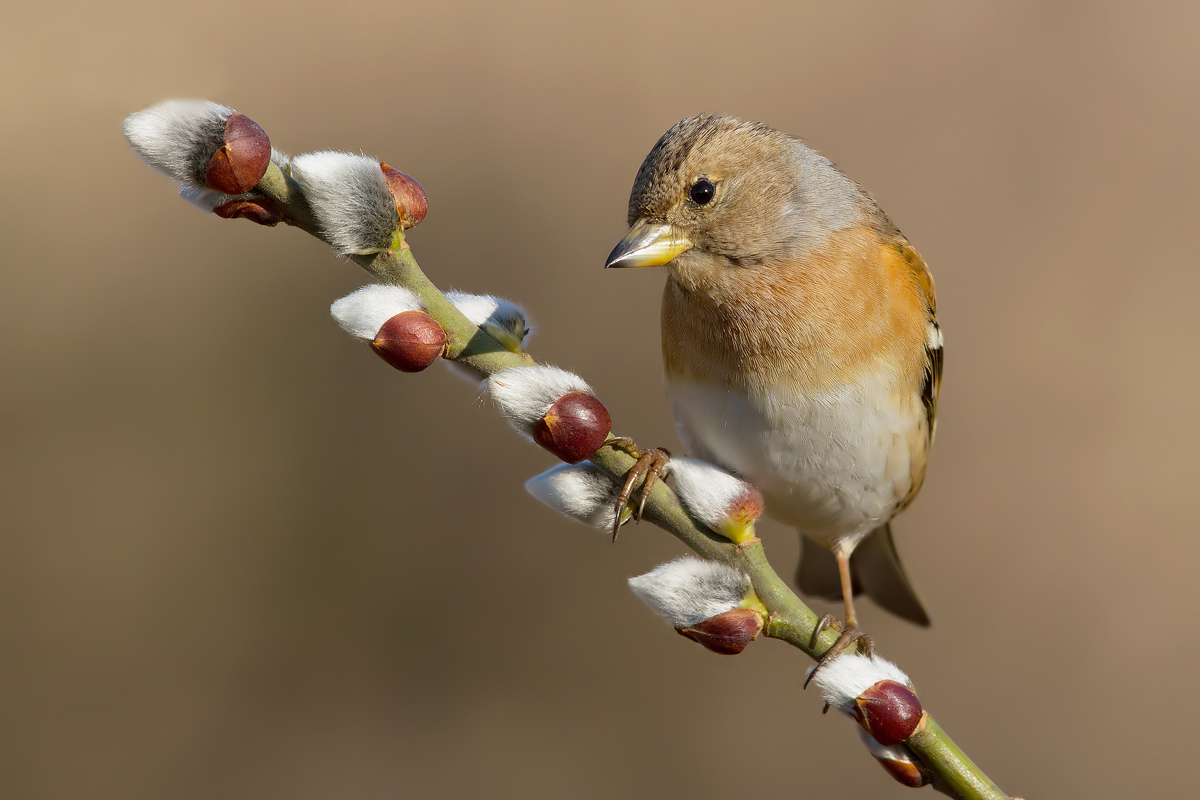 la posa della femmina