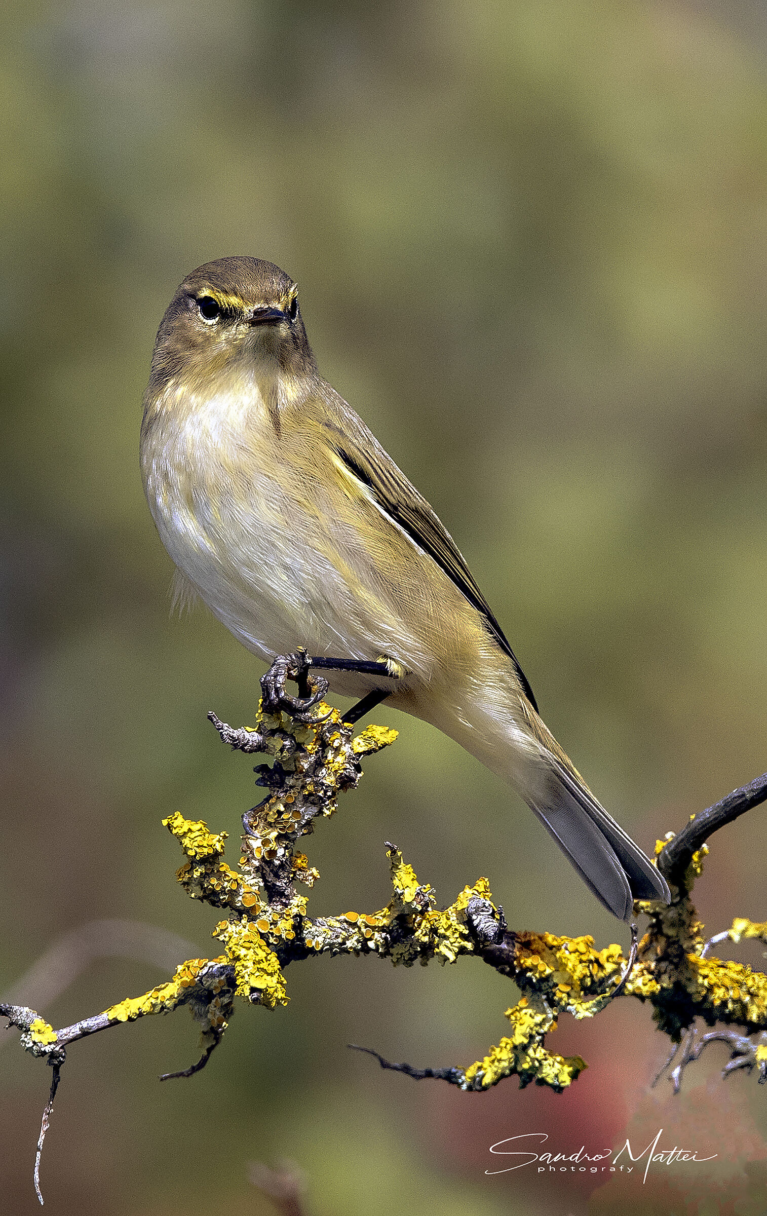 .......quella tua piumetta ribelleee.....(LUI' piccolo)