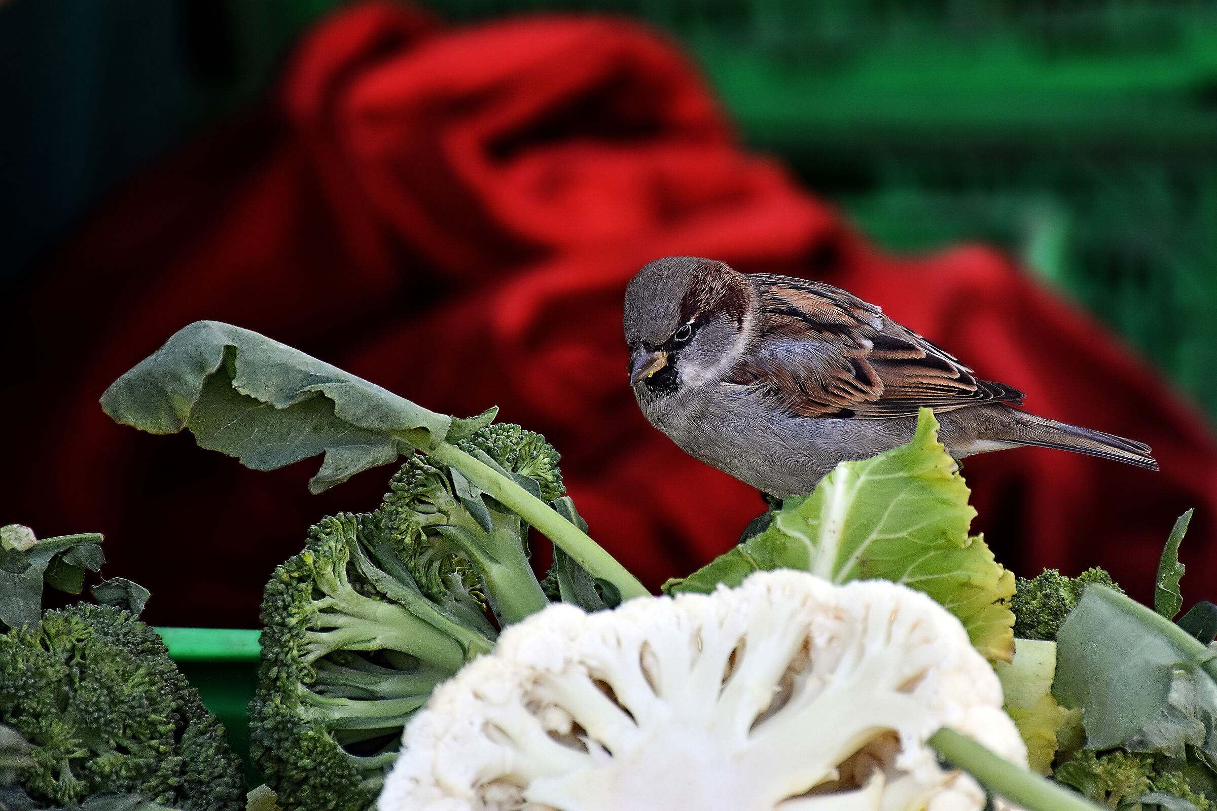 Passerotto al mercato