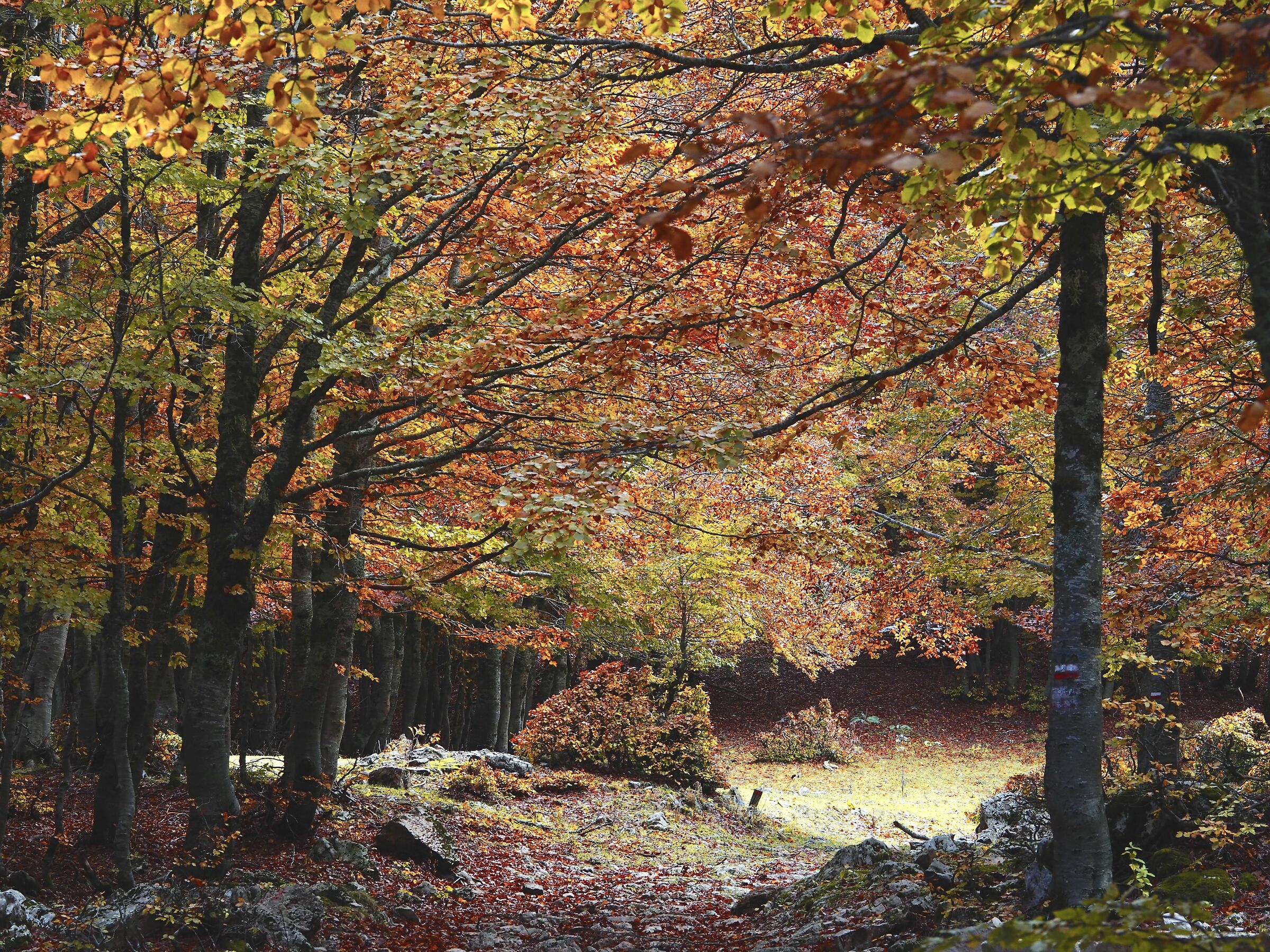 Foliage a Campo Staffi