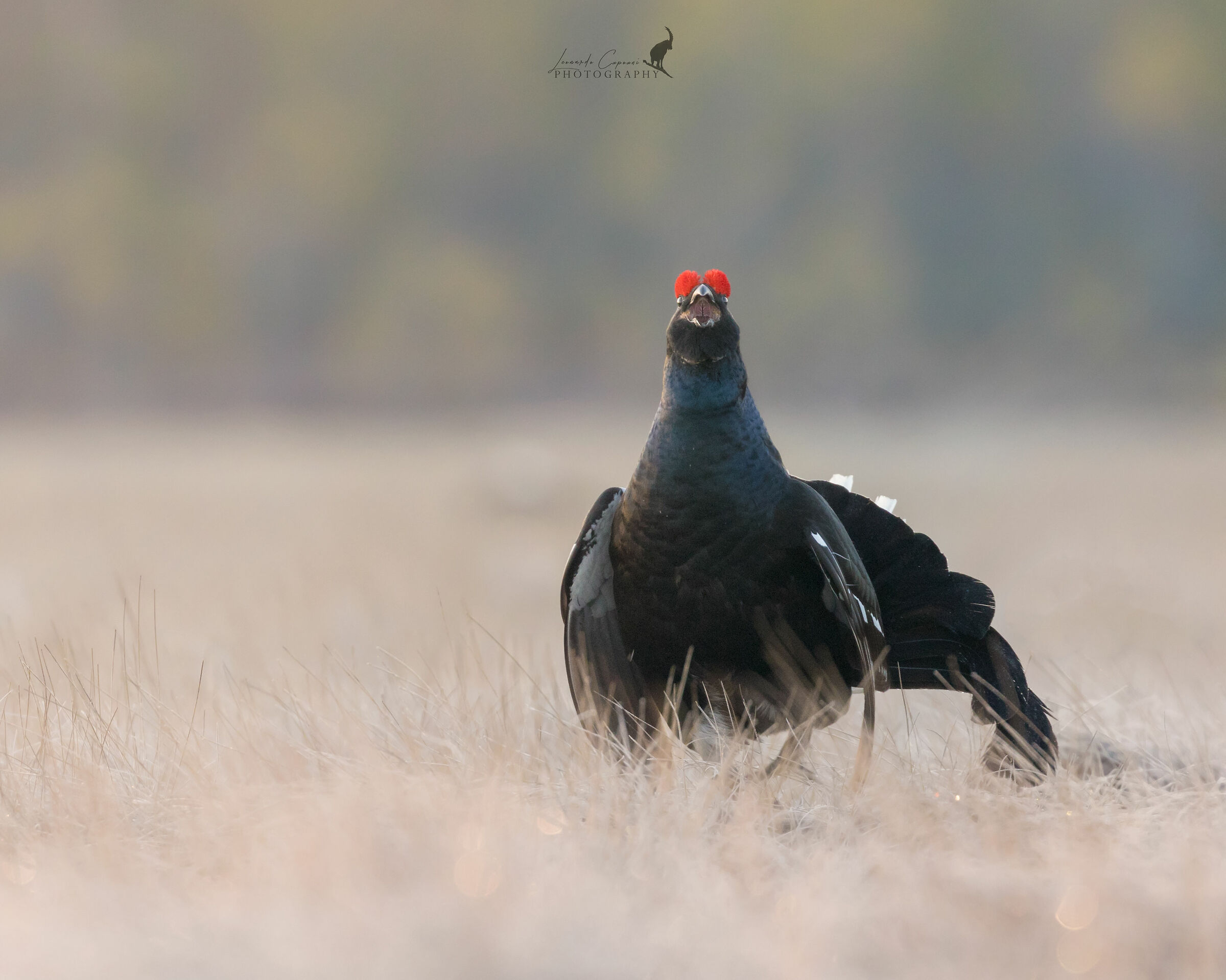 Ritratto del forcello