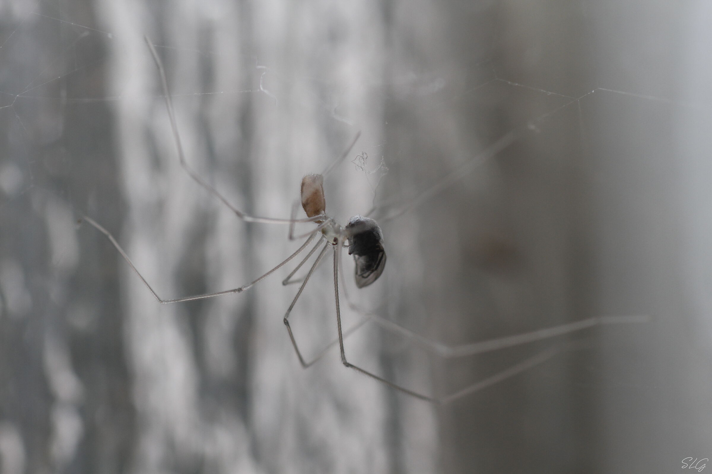 Unknown spider with prey