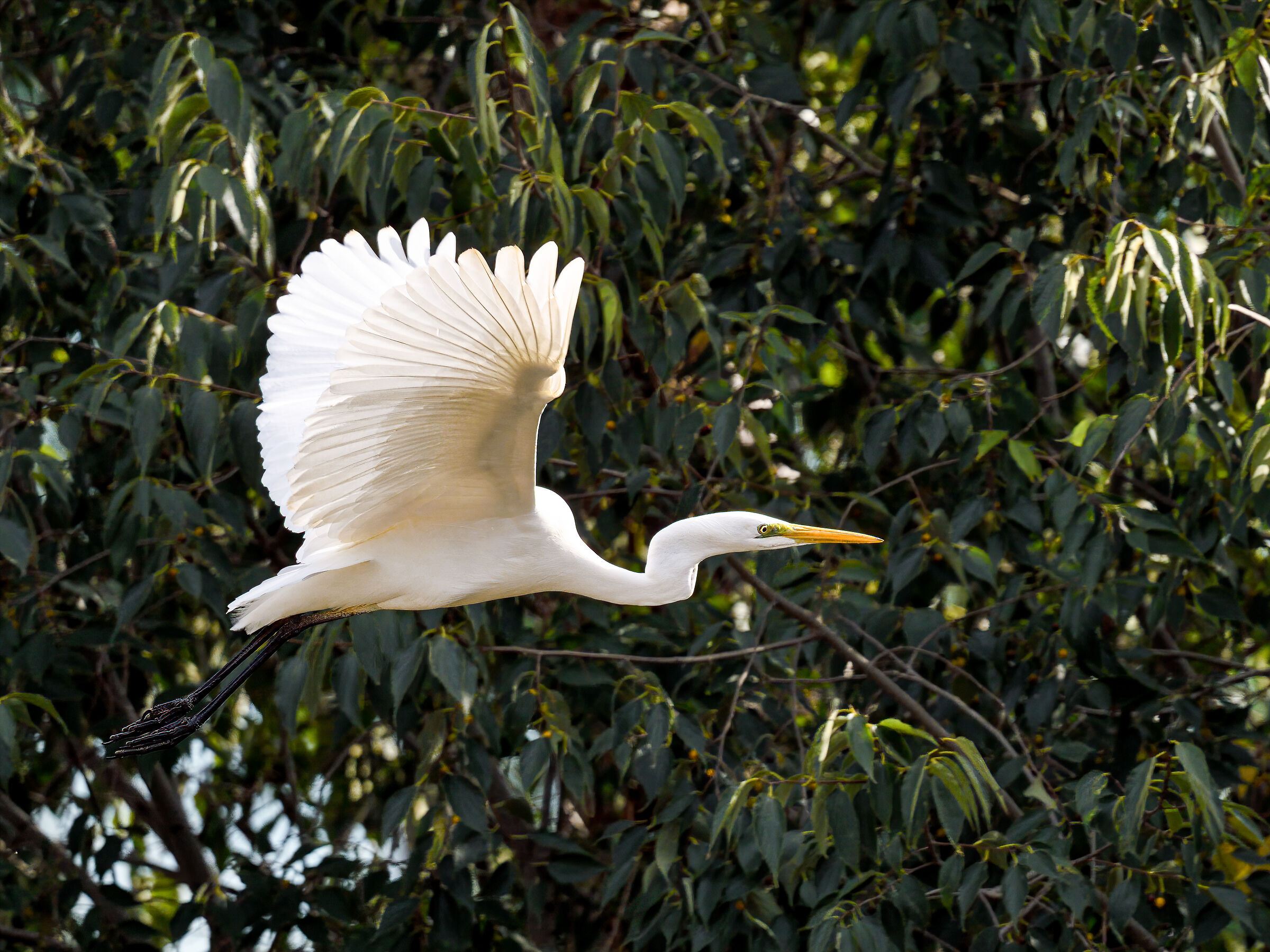Il Bianco in volo