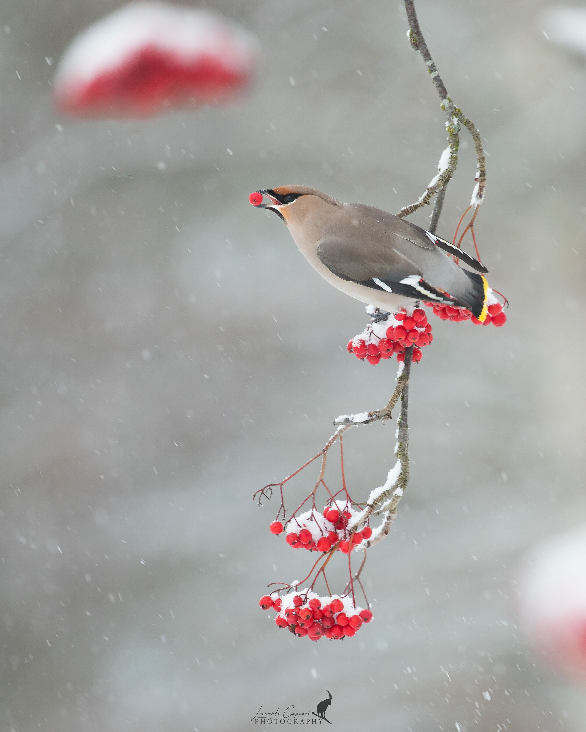 Nevicate precoci /Early snow