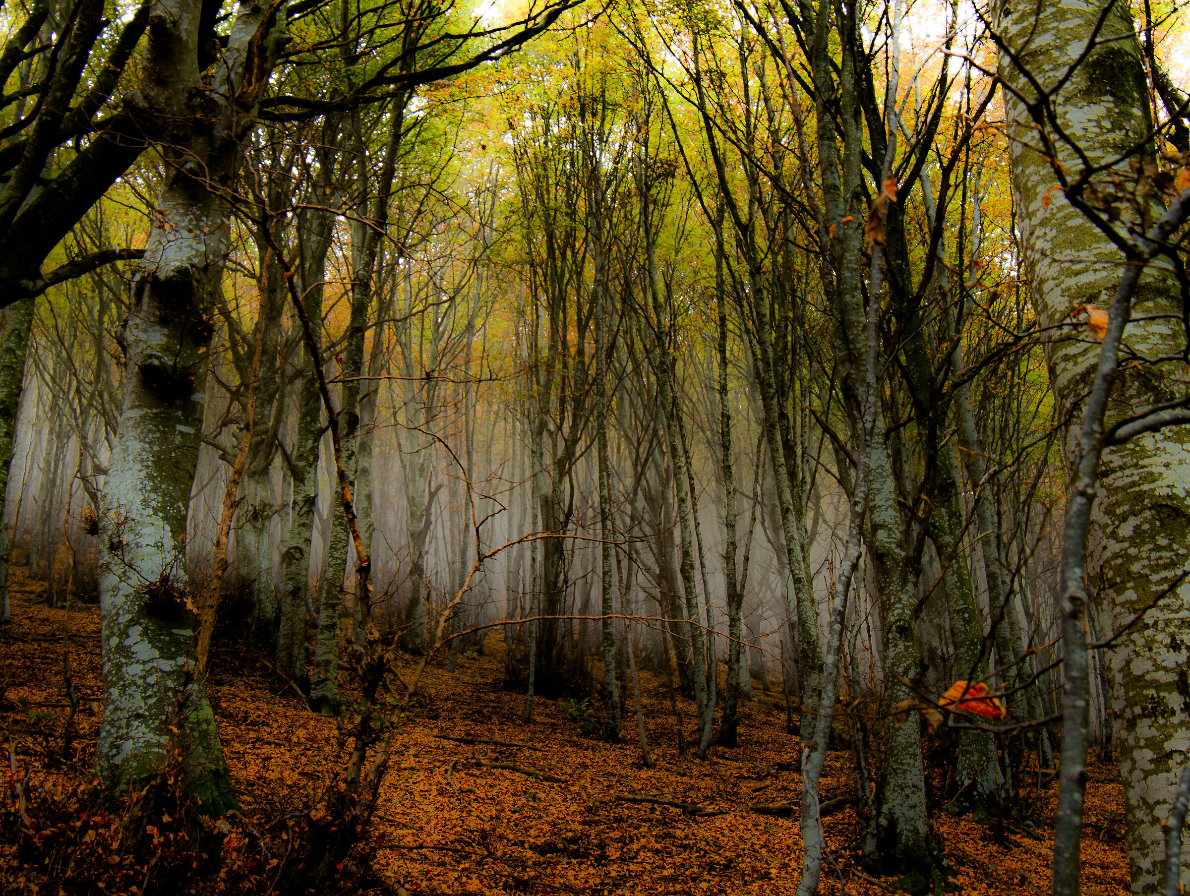 autunno di colori