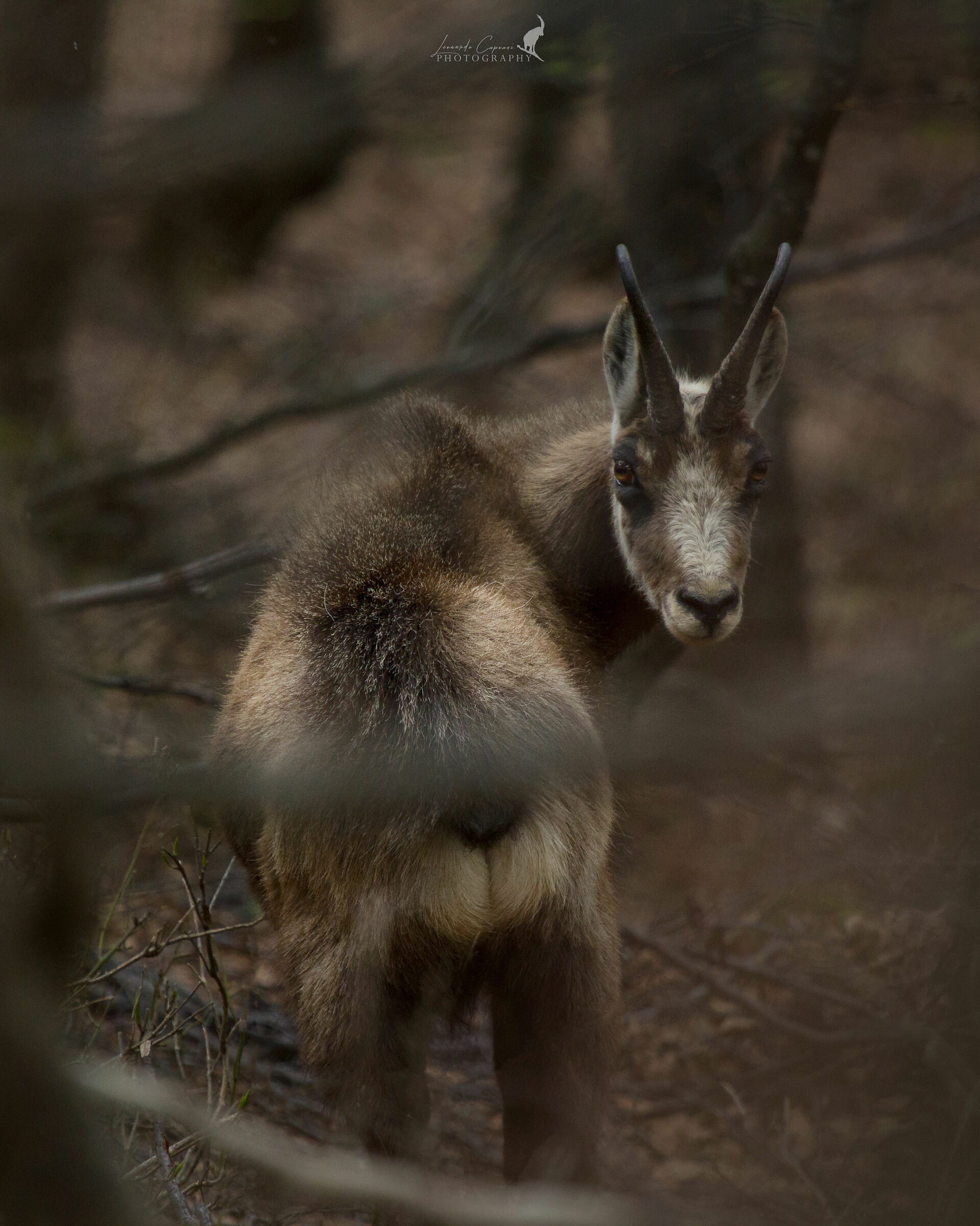 Il lato oscuro della foresta??/ The dark side of the fo