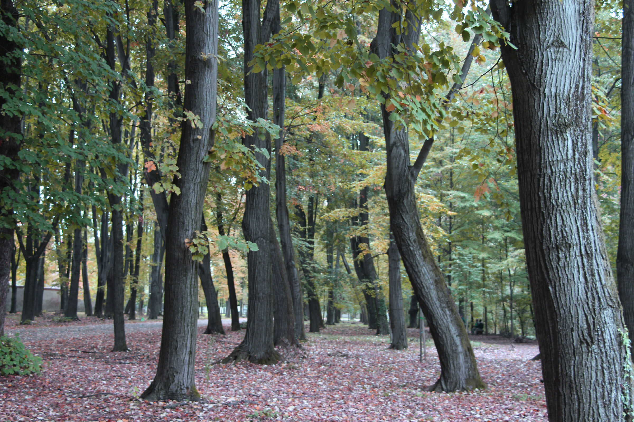 passrggiata autunnale