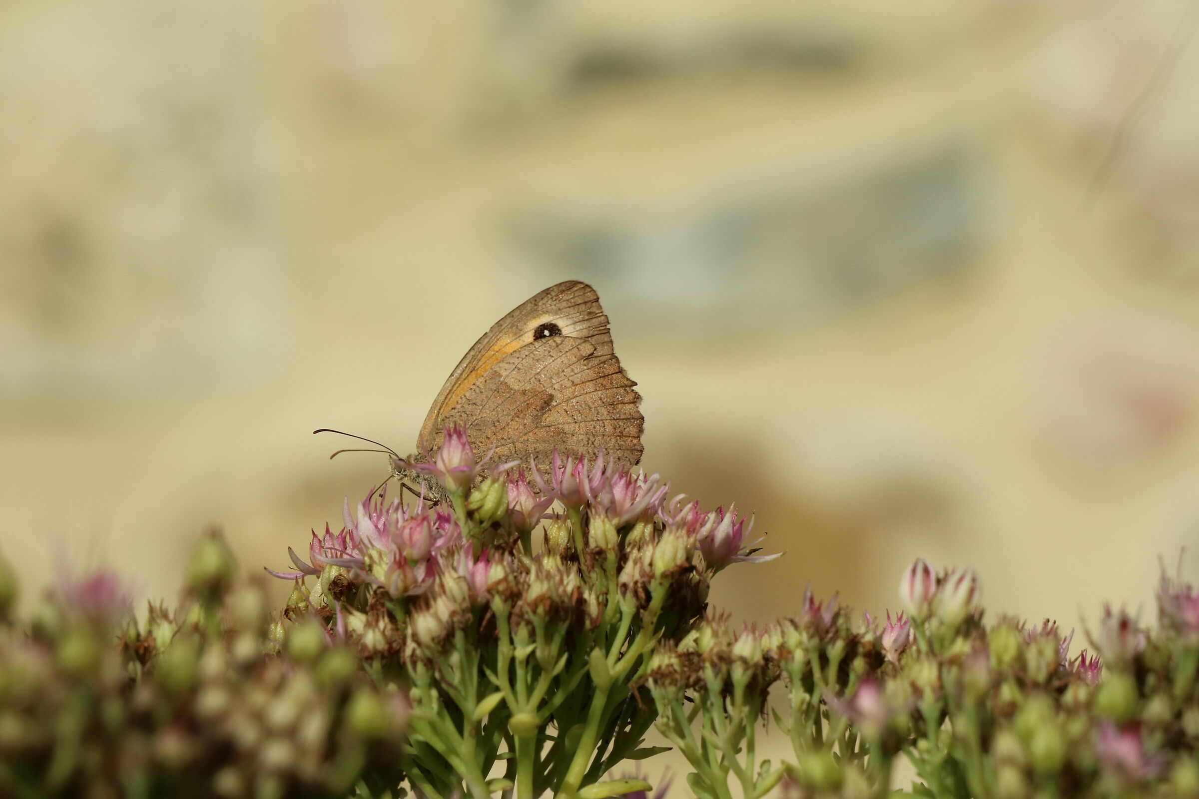 Gli ultimi istanti di luce regalano momenti intensi.
