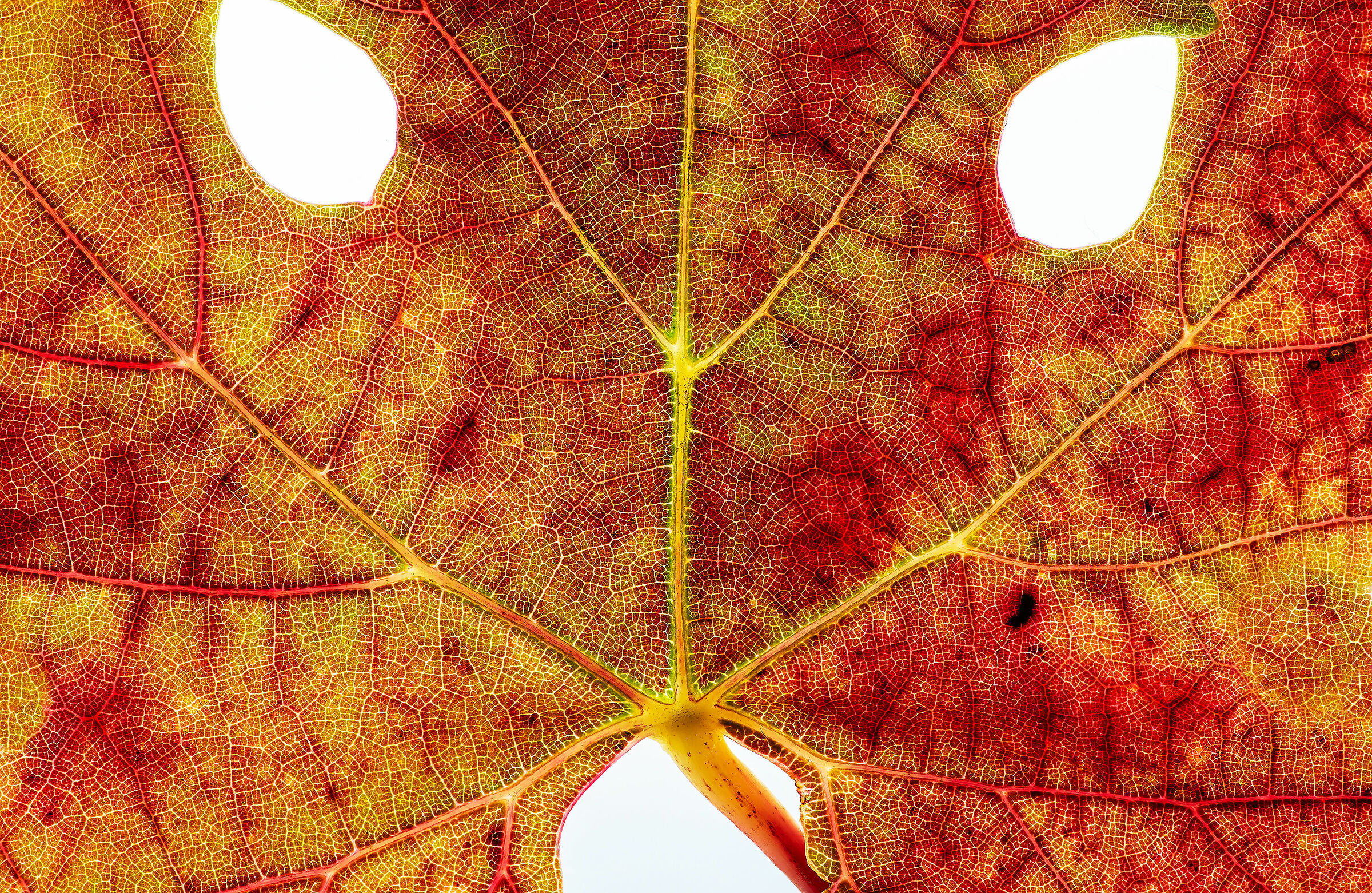La faccia del vino in controluce
