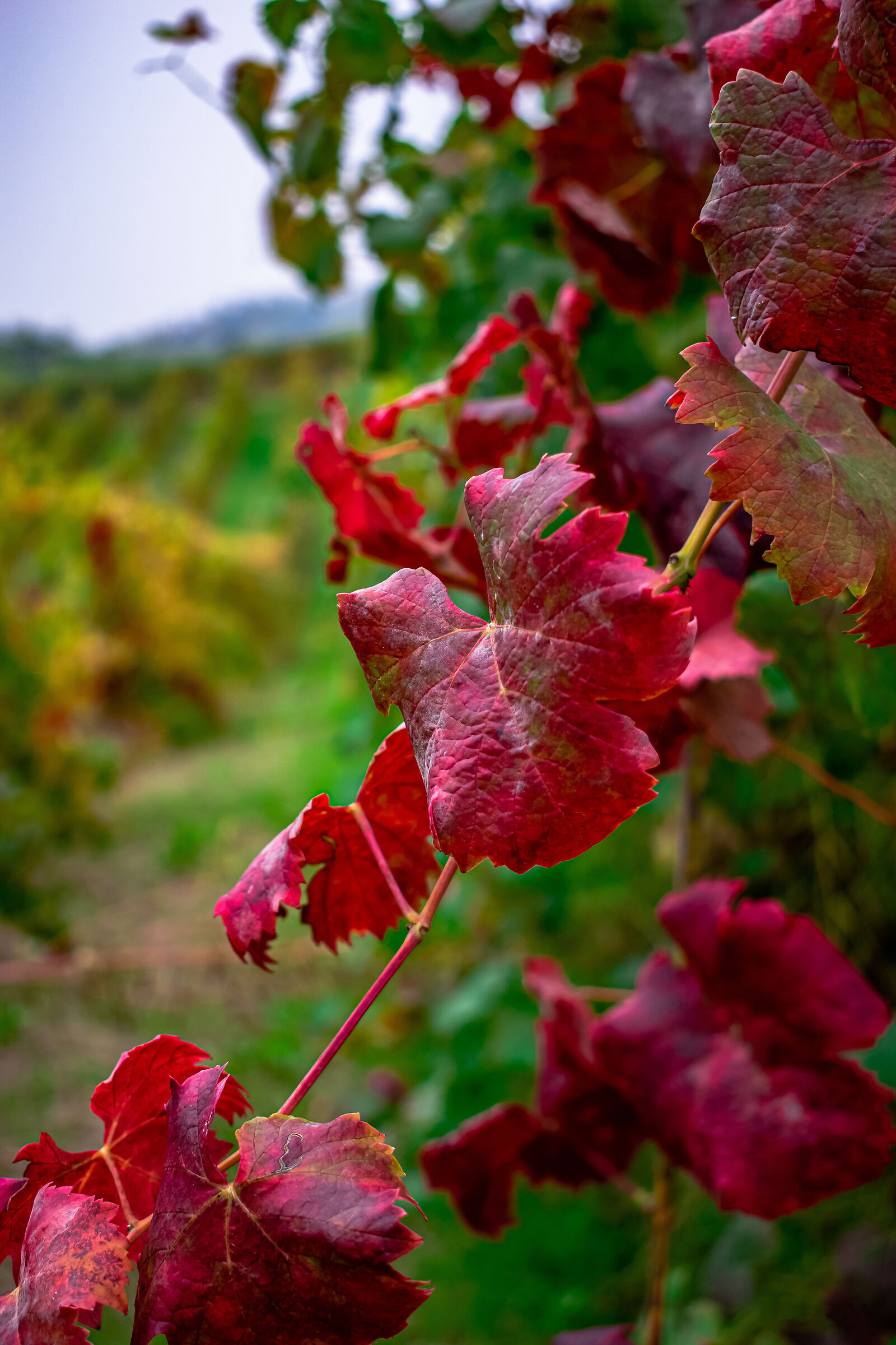 I colori dell'autunno