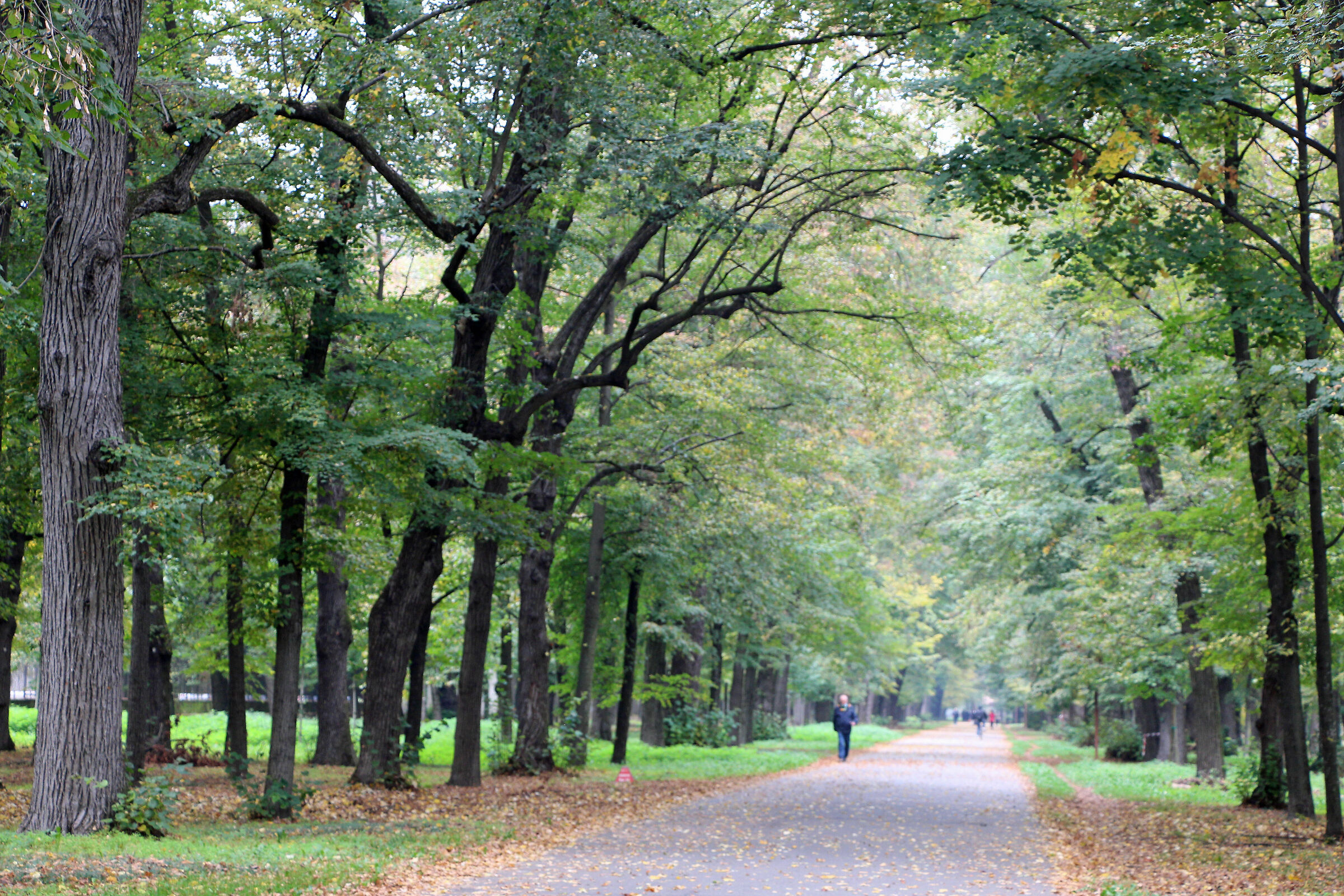 viale nel parco