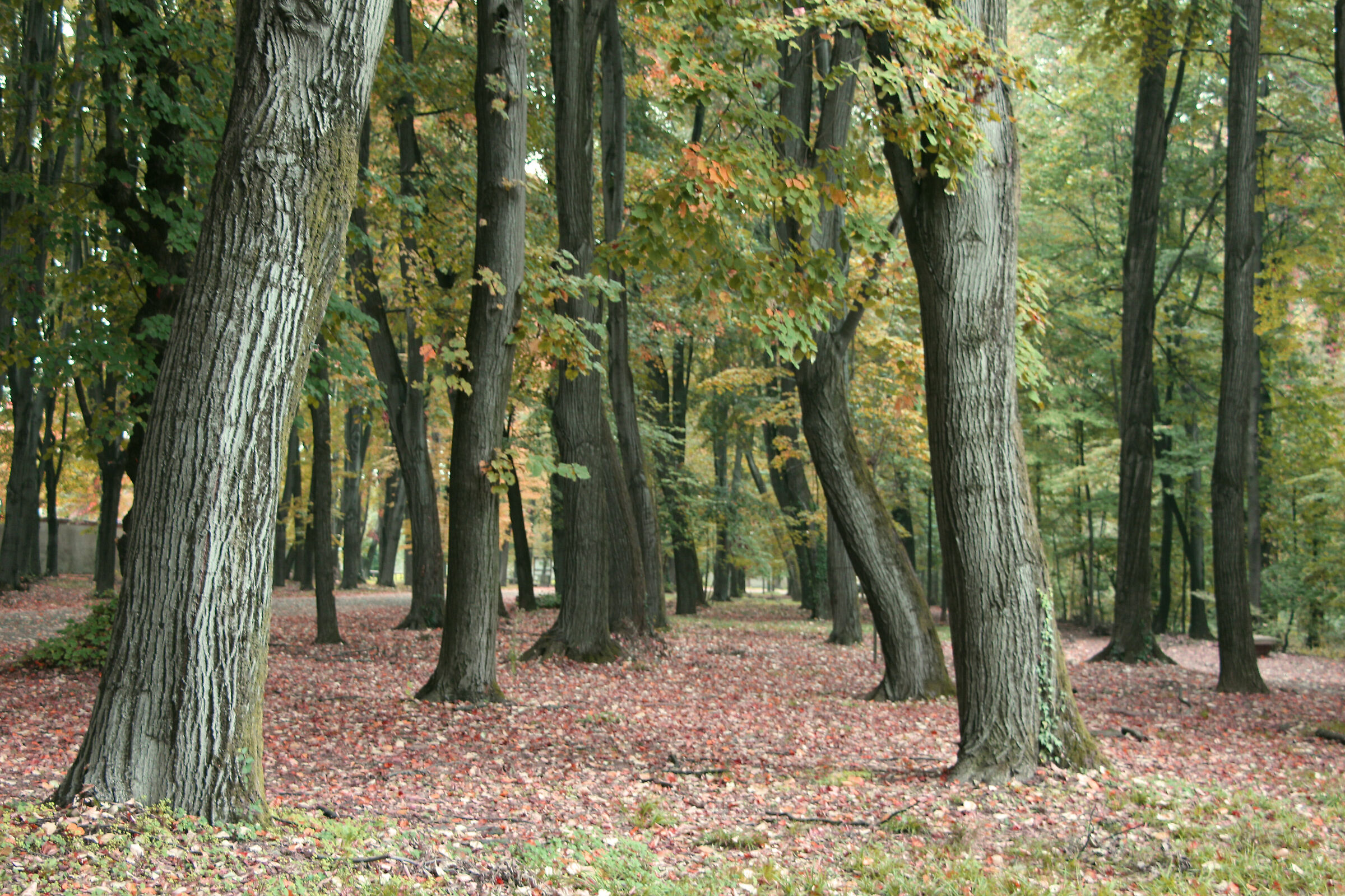 tra gli alberi in autunno
