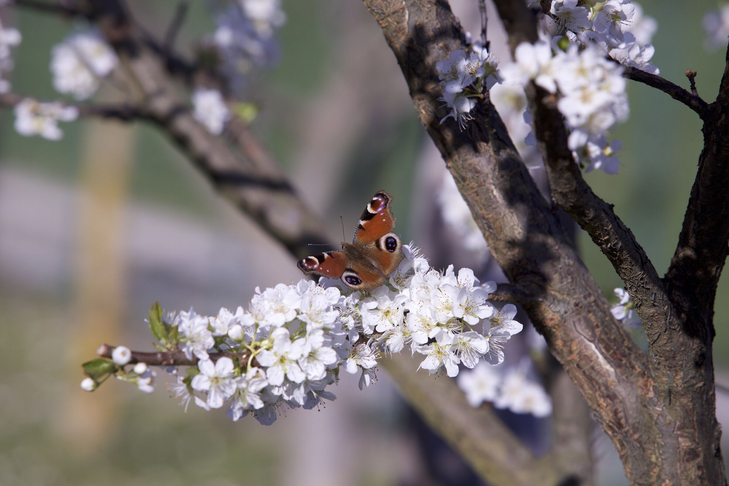 Ritornerà la primavera.
