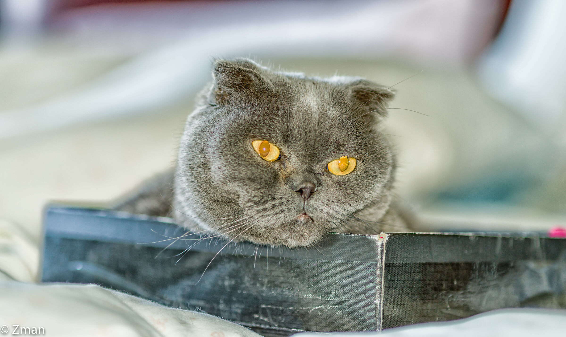 Smoky and Pomegranates