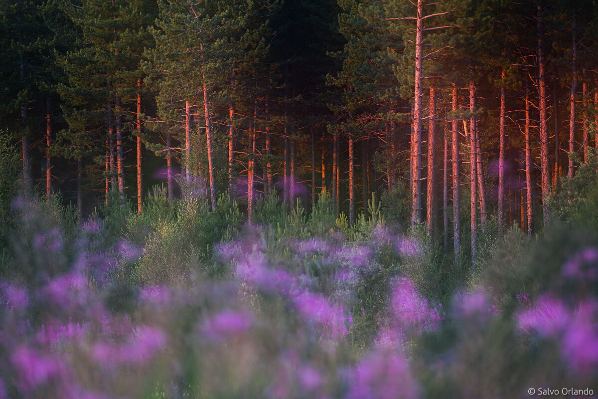 First lights inside the forest