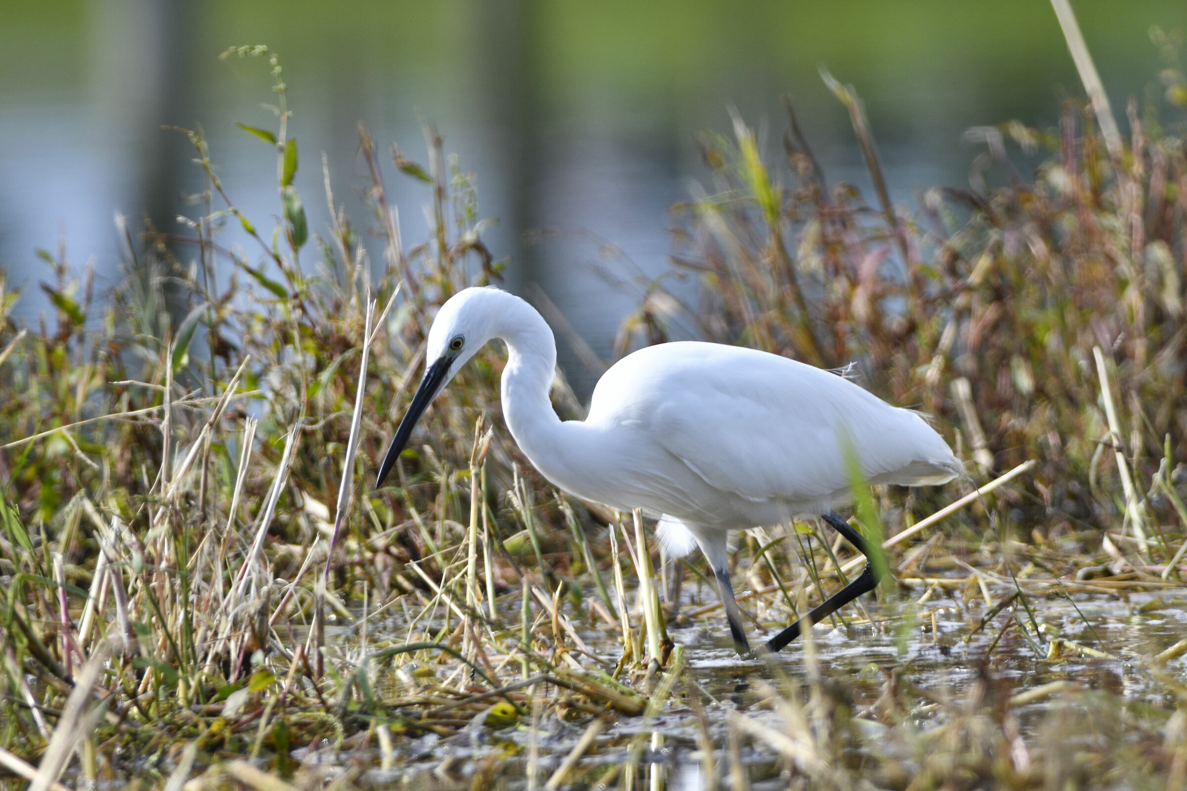Egret