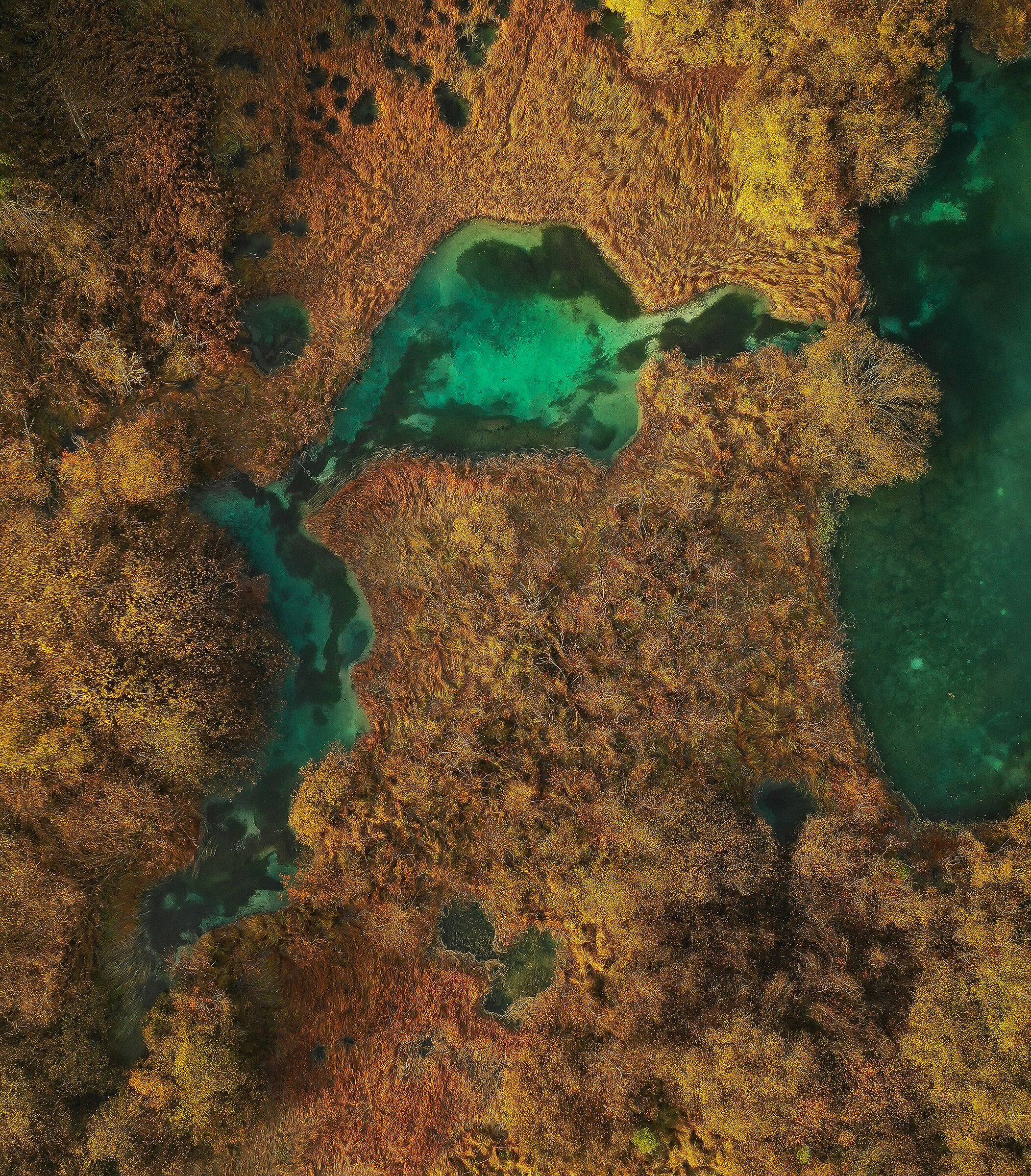 Qualcun altro vede un uccello a forma d'acqua?