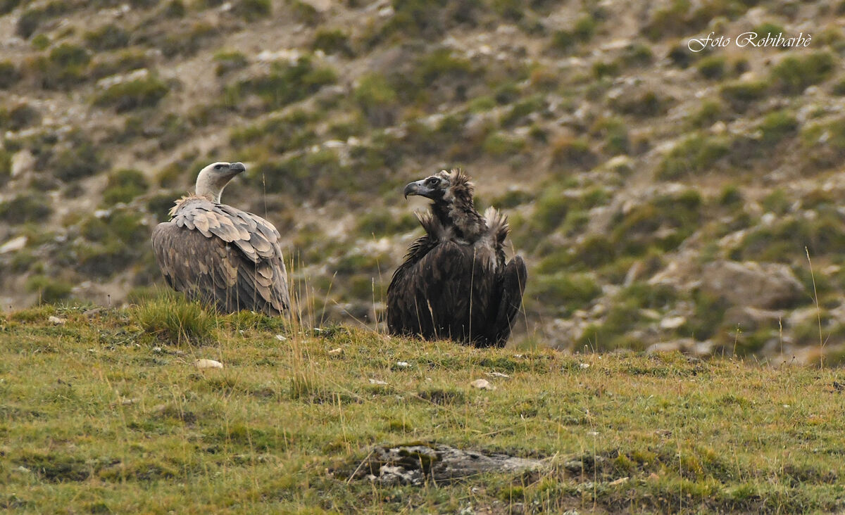 L'abito non fa il "Monaco"...