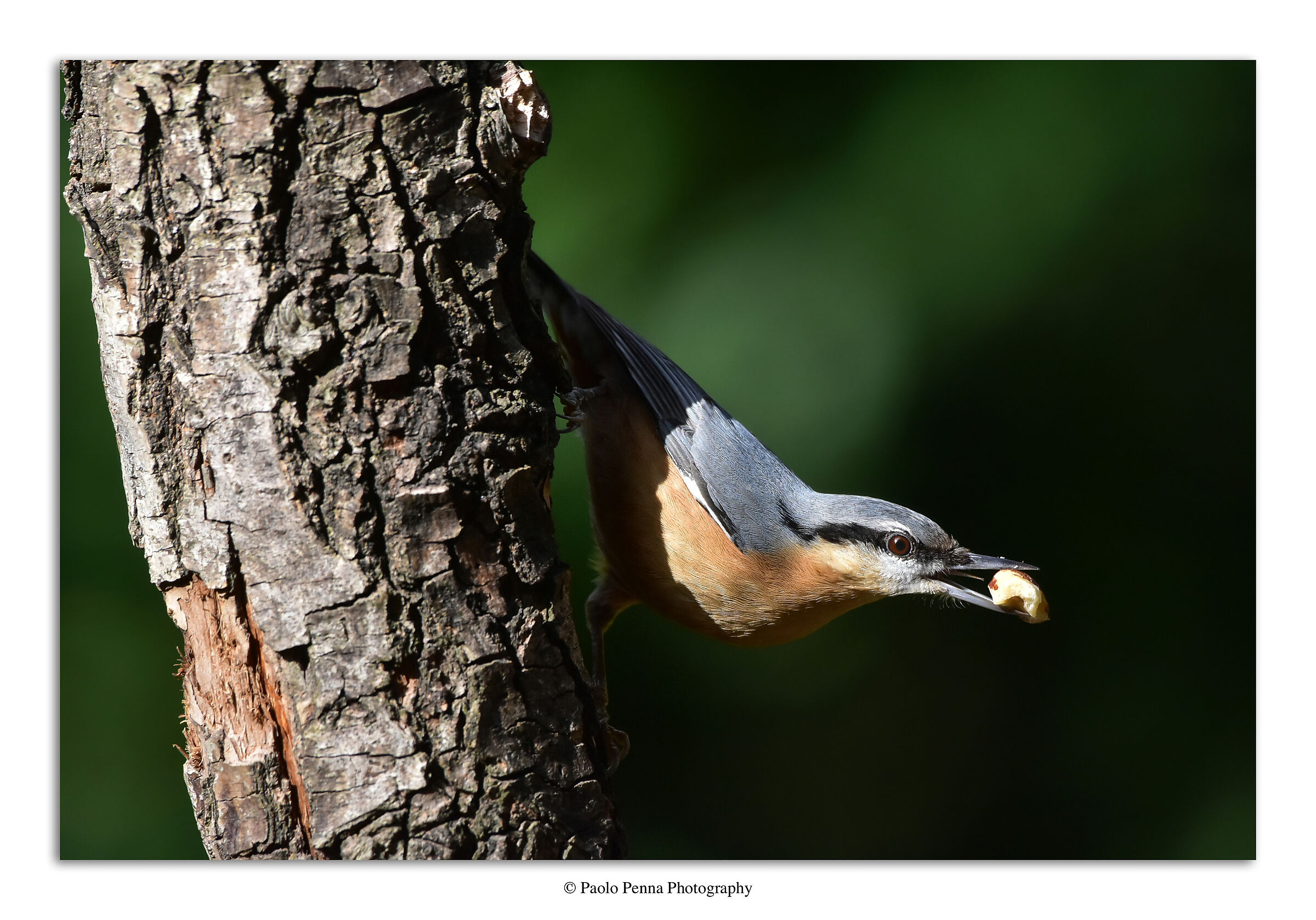Il picchio muratore fa capolino dall'ombra