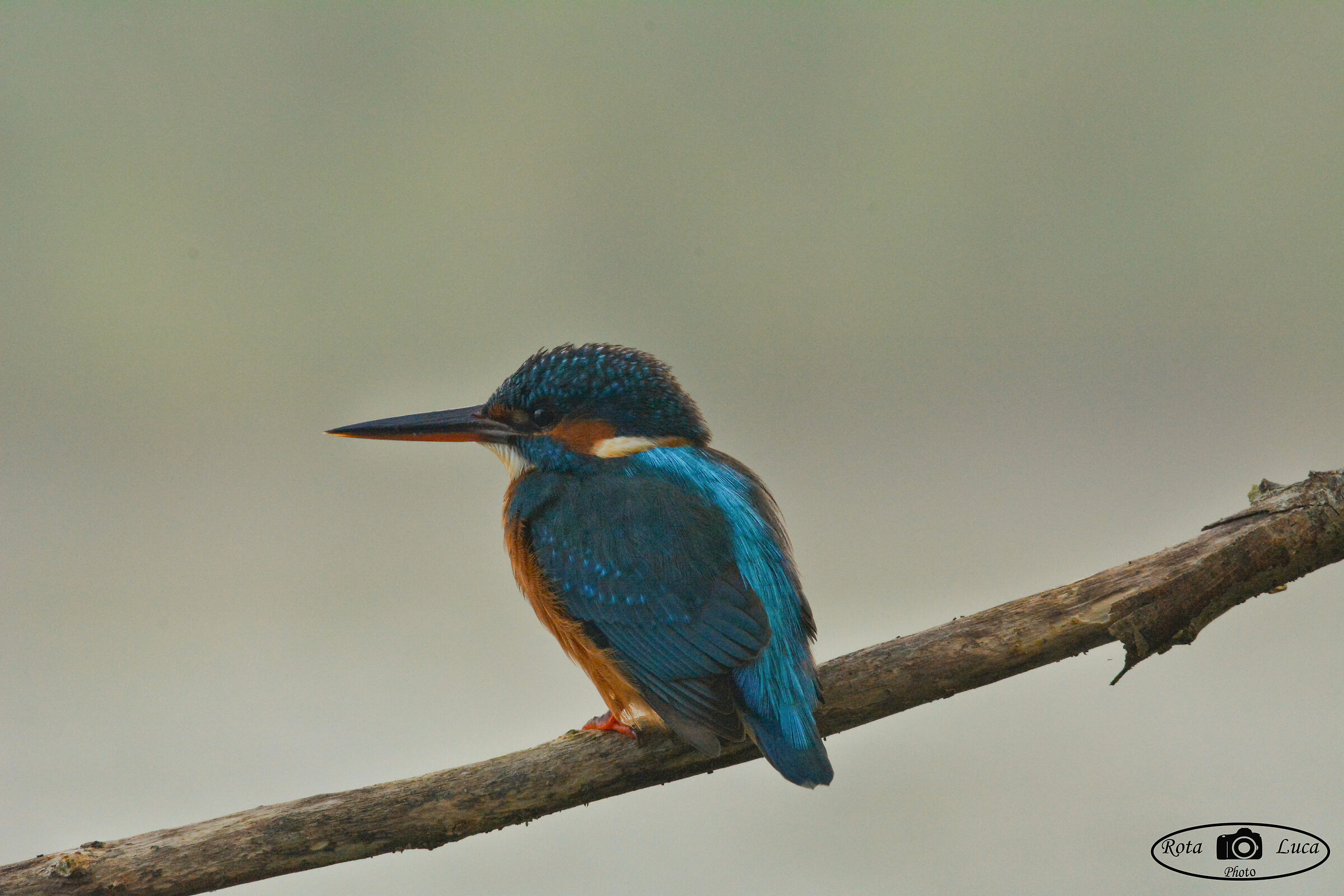 Martino