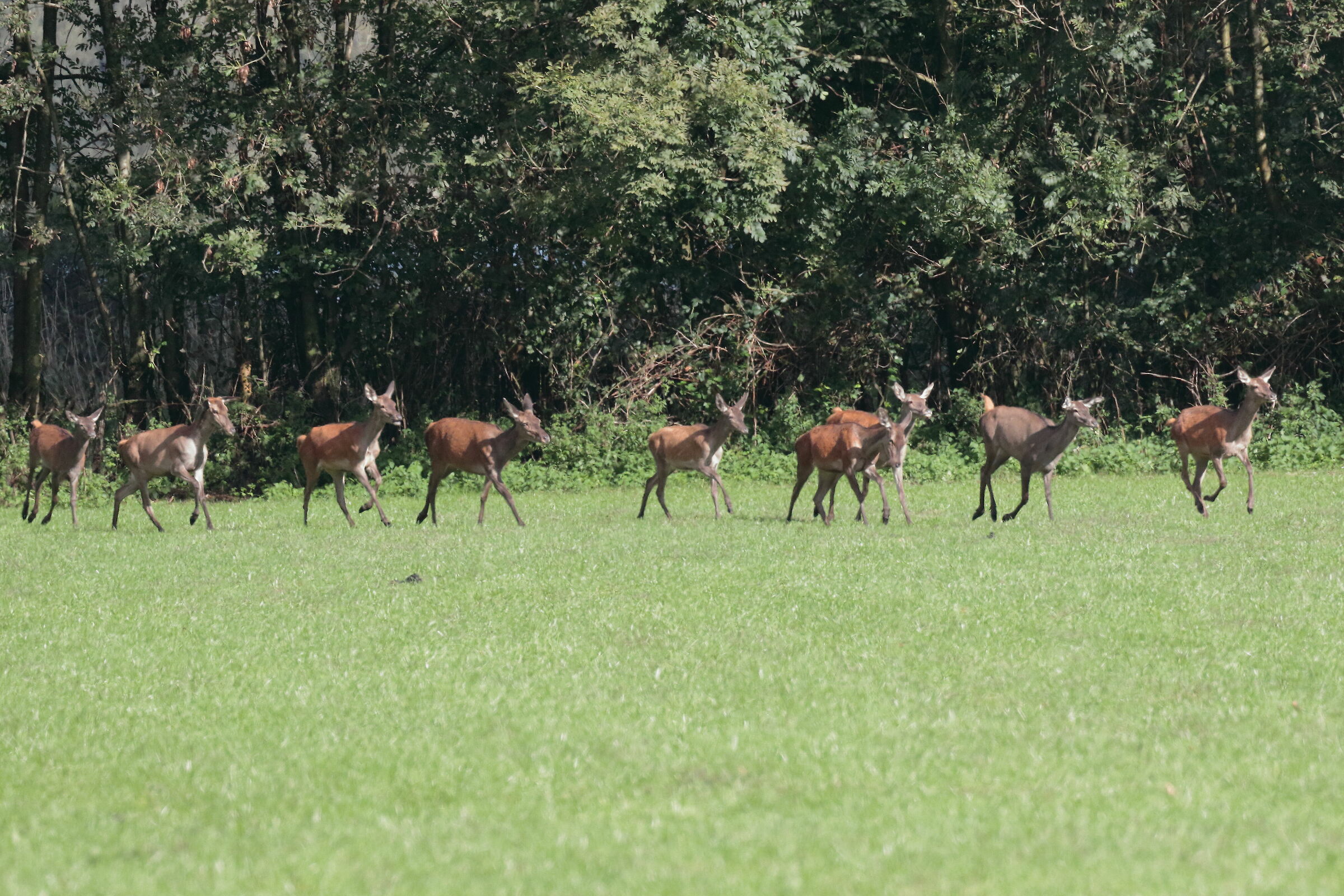 the group of females