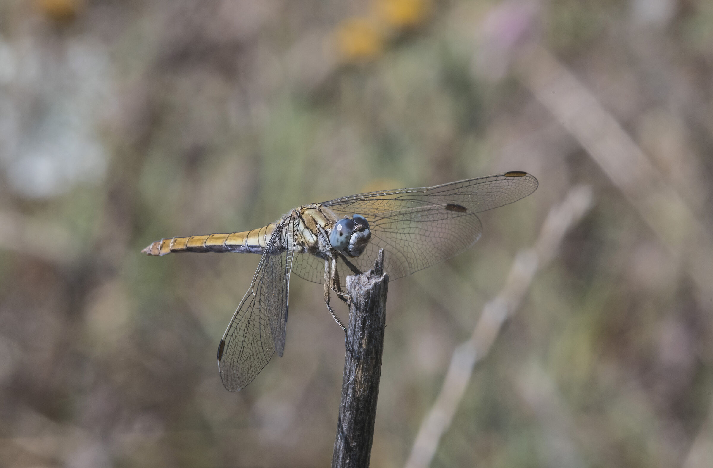Frecciazzurra celeste - Orthetrum brunneum