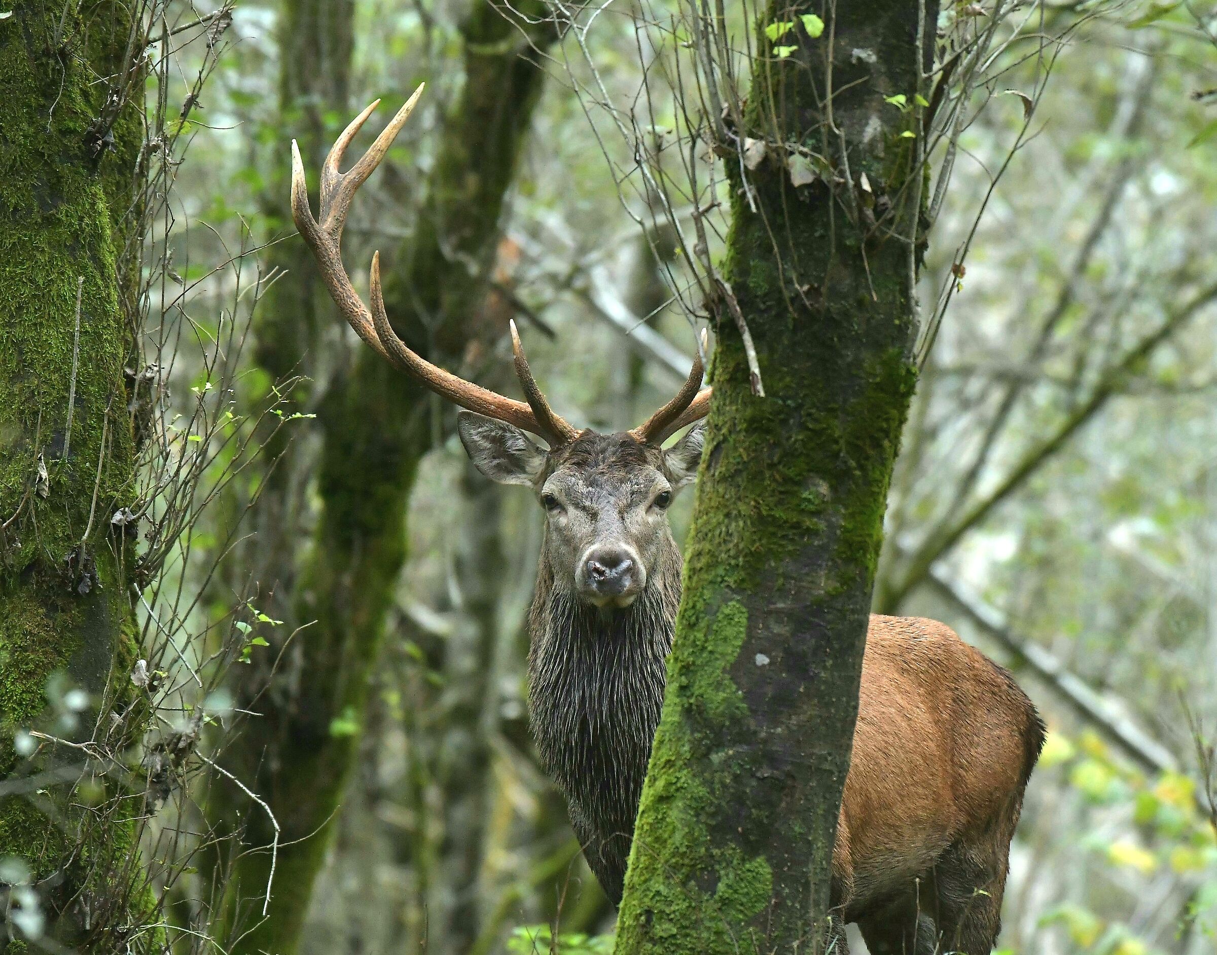 Curious deer :-)
