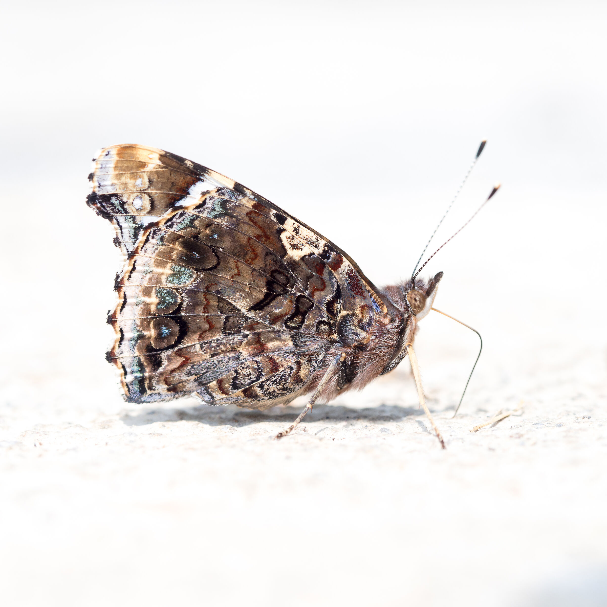 Butterfly with an unknown name