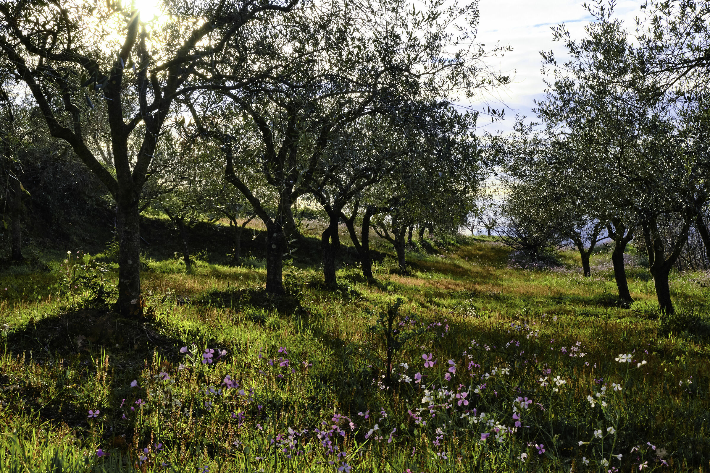 primavera