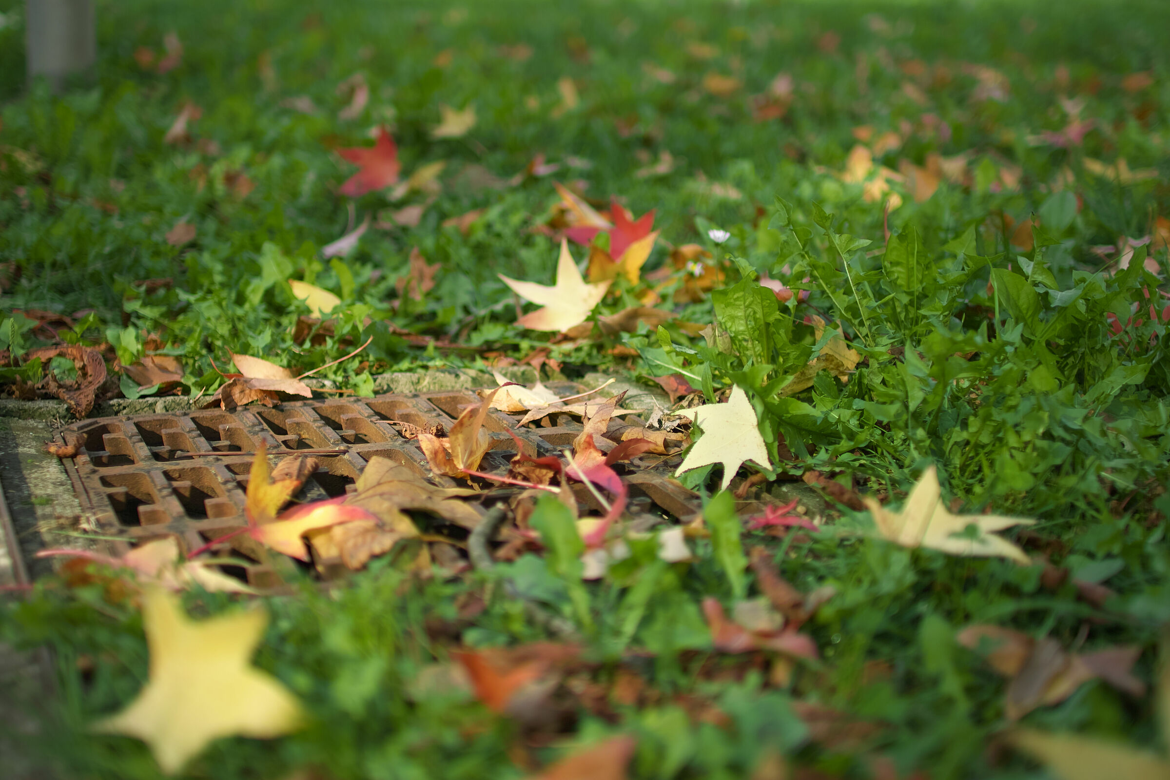Foliage avec regard de route