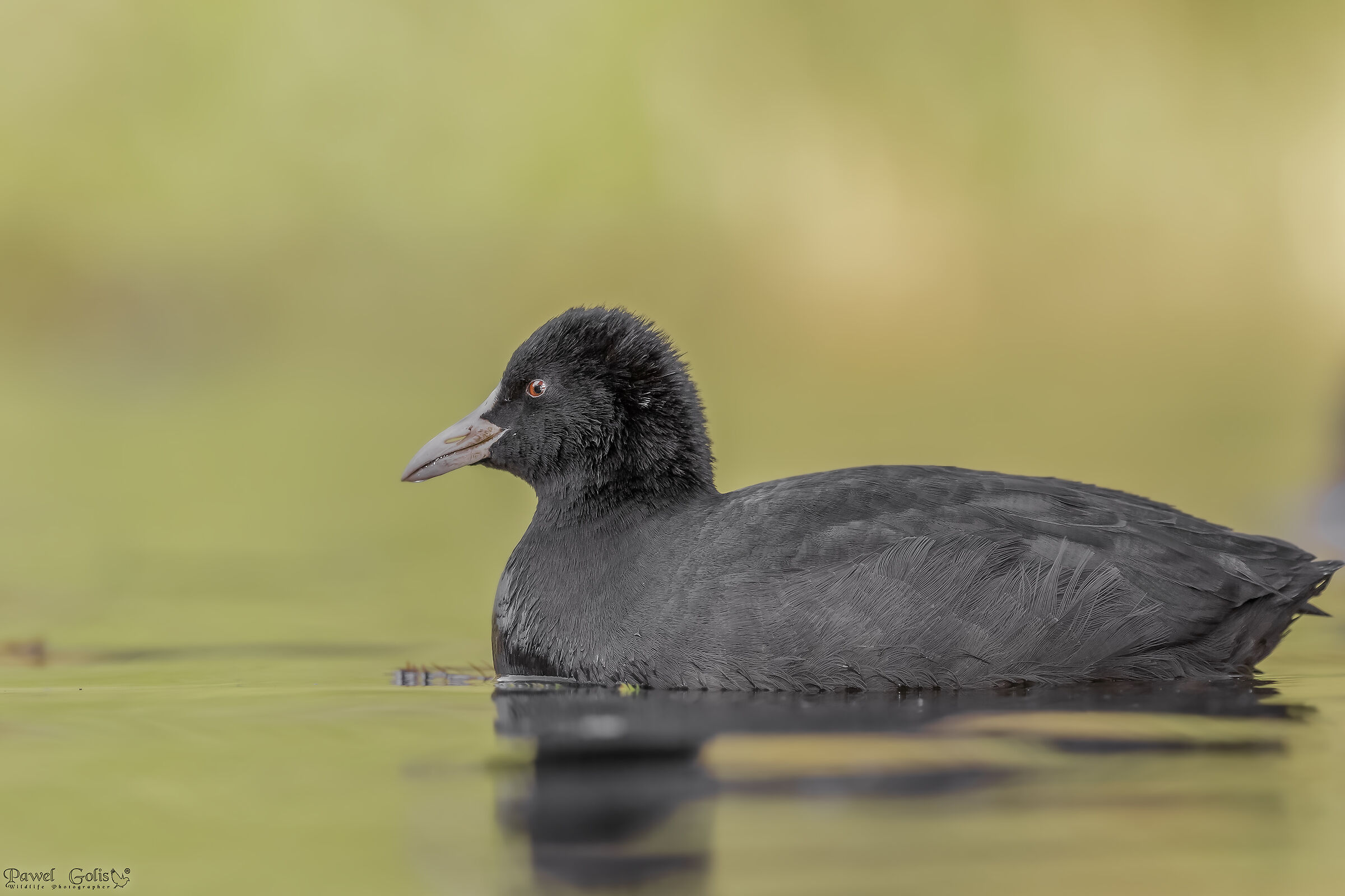 Coot eurasiatica (Fulica atra)