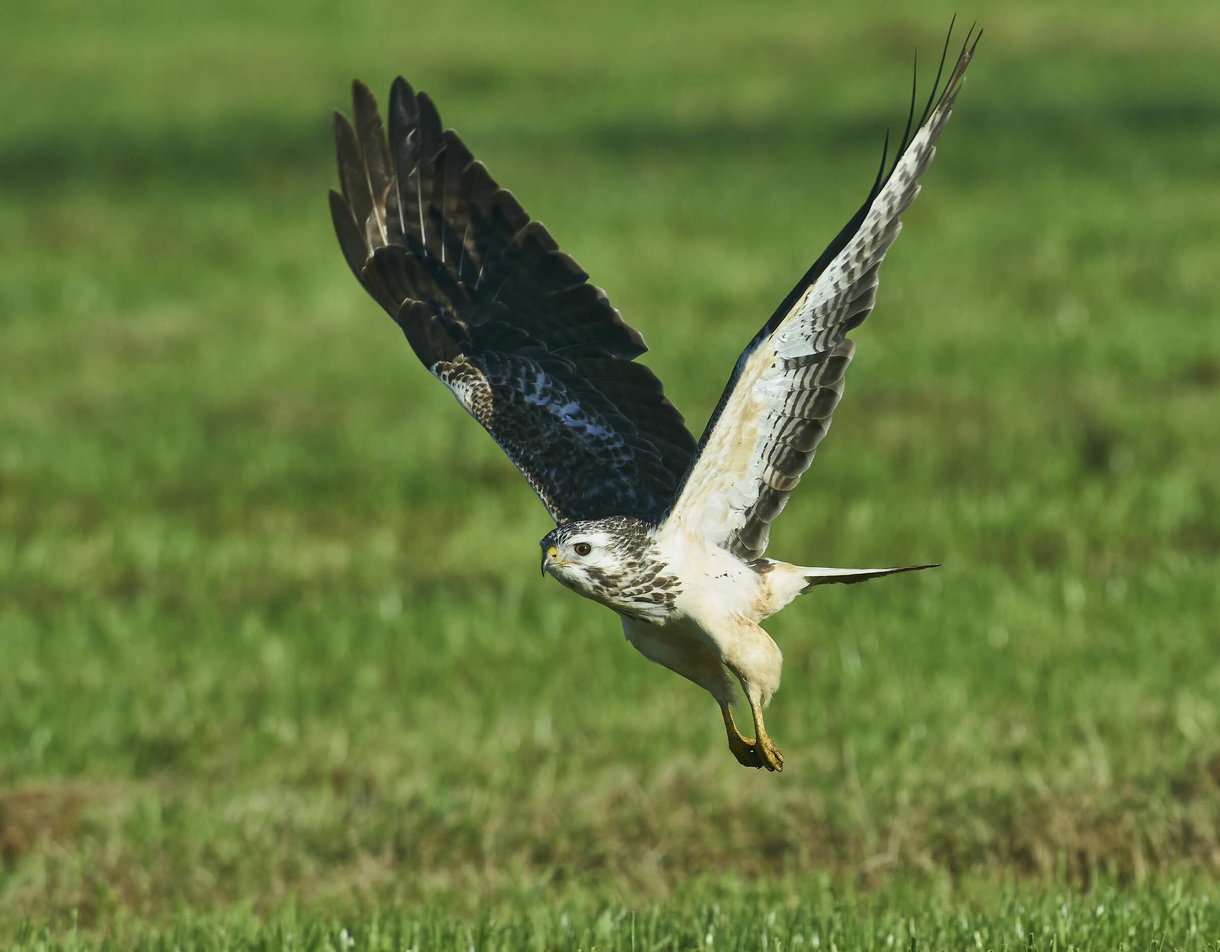 European common Buzzard (Buteo buteo)