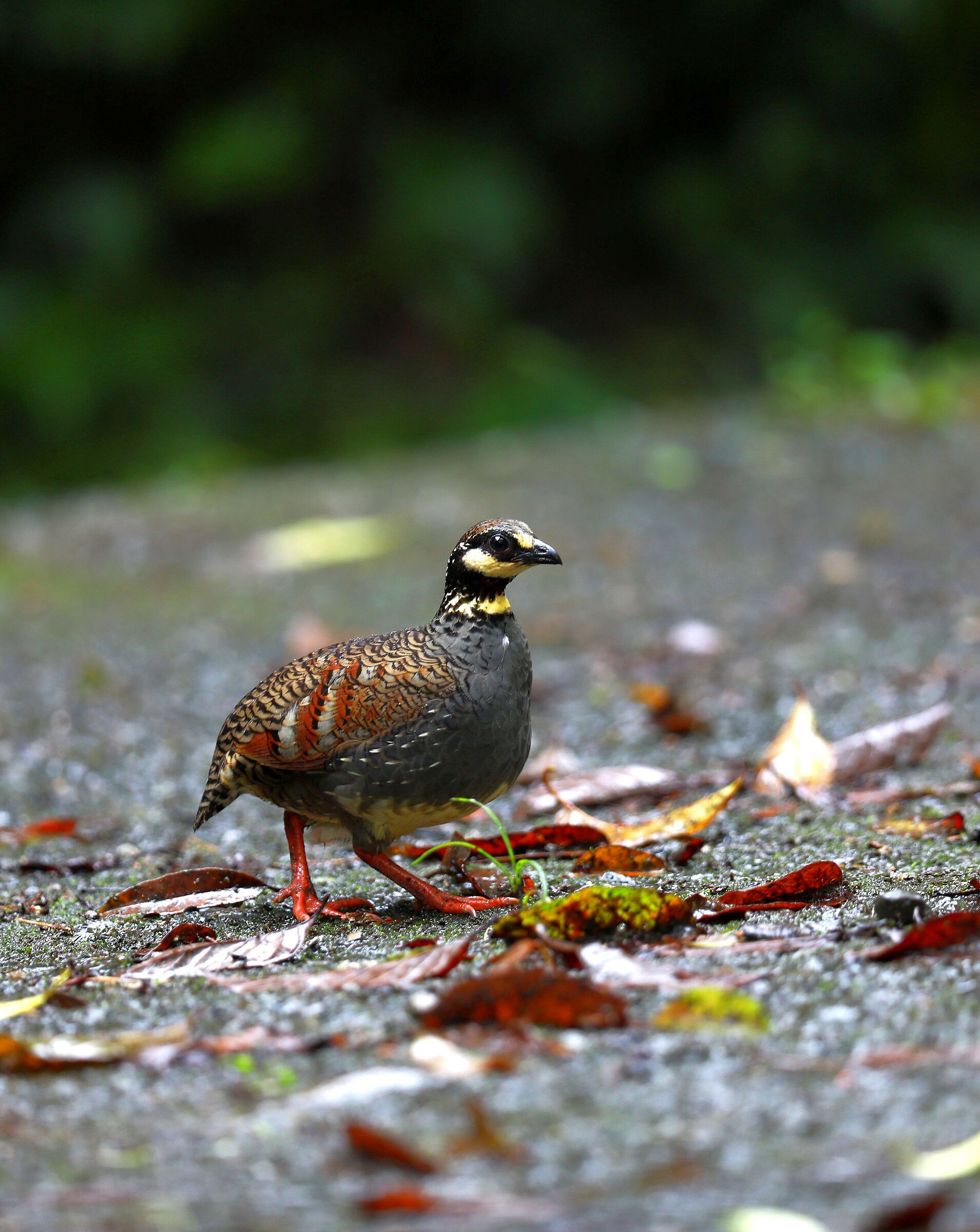 Taiwan Hill-partridge