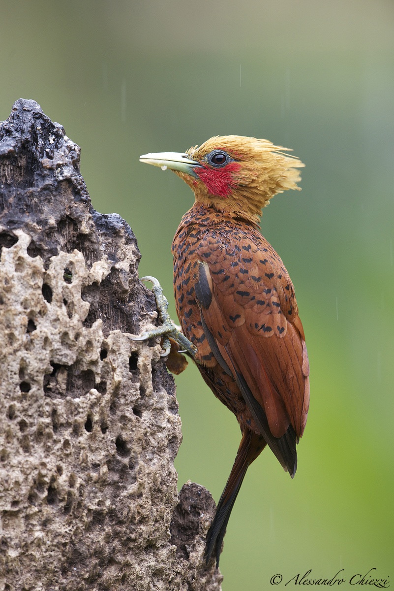 Brown Woodpecker less