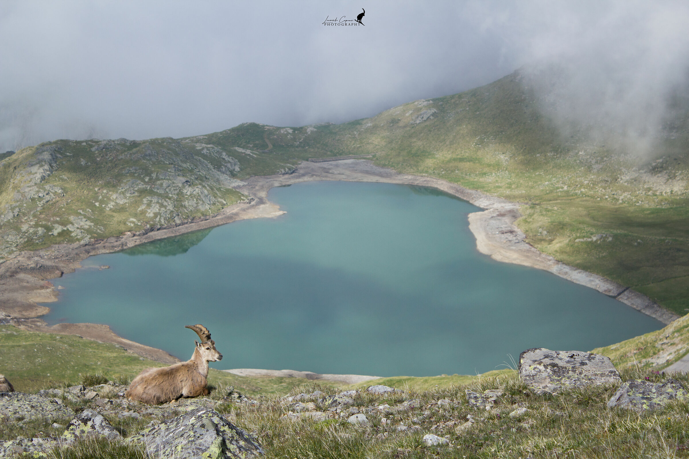 Riposo con vista panoramica/ Nap with panoramic view