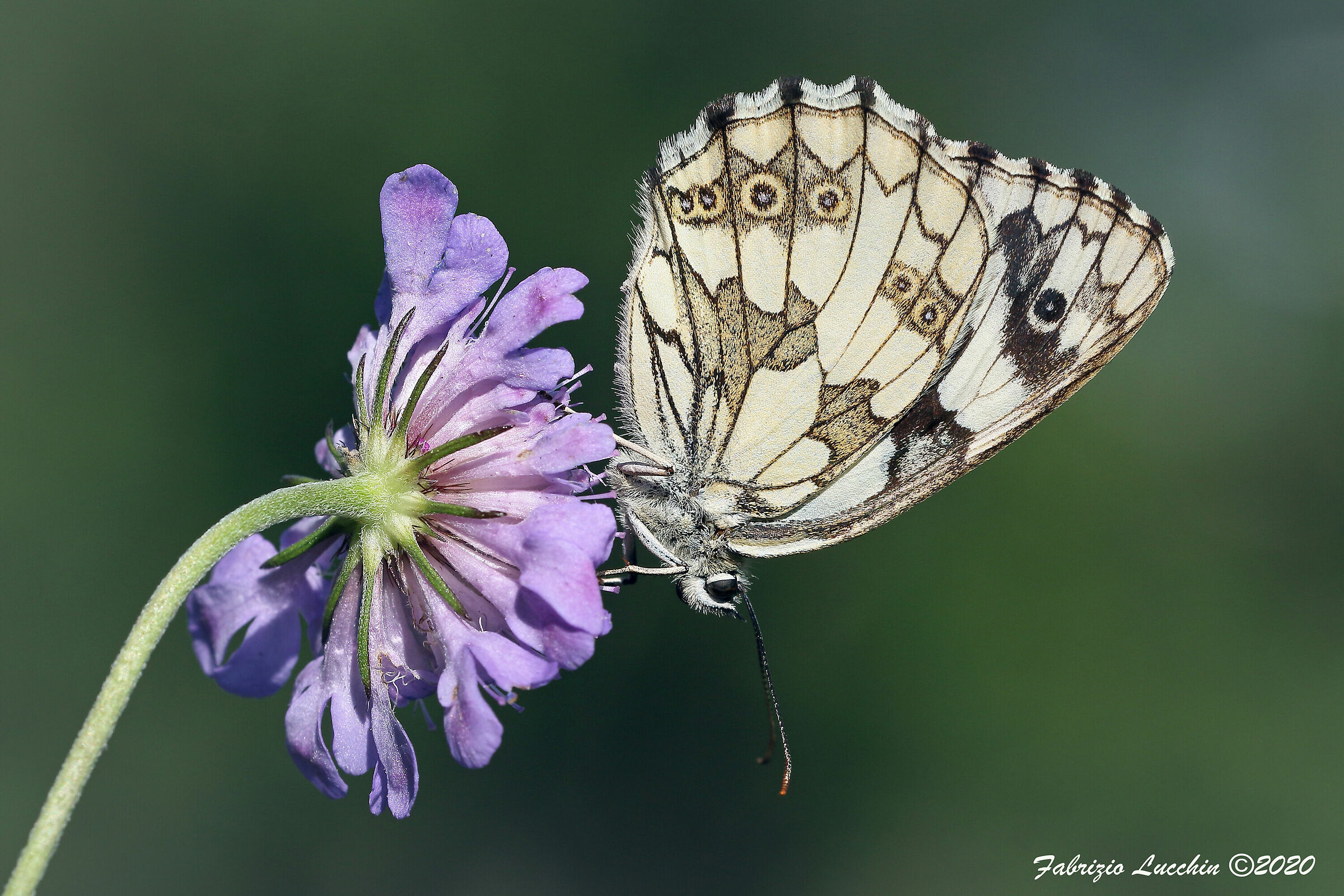 Melanargia galathea